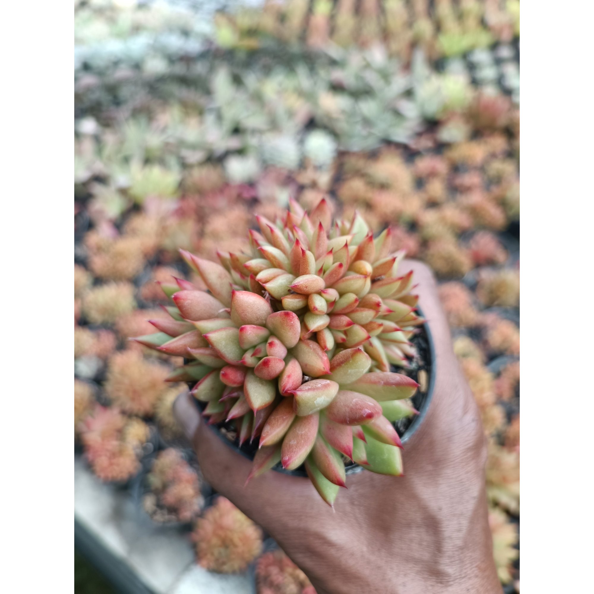 Agavoides Mundi Cristata, real feature image plant.