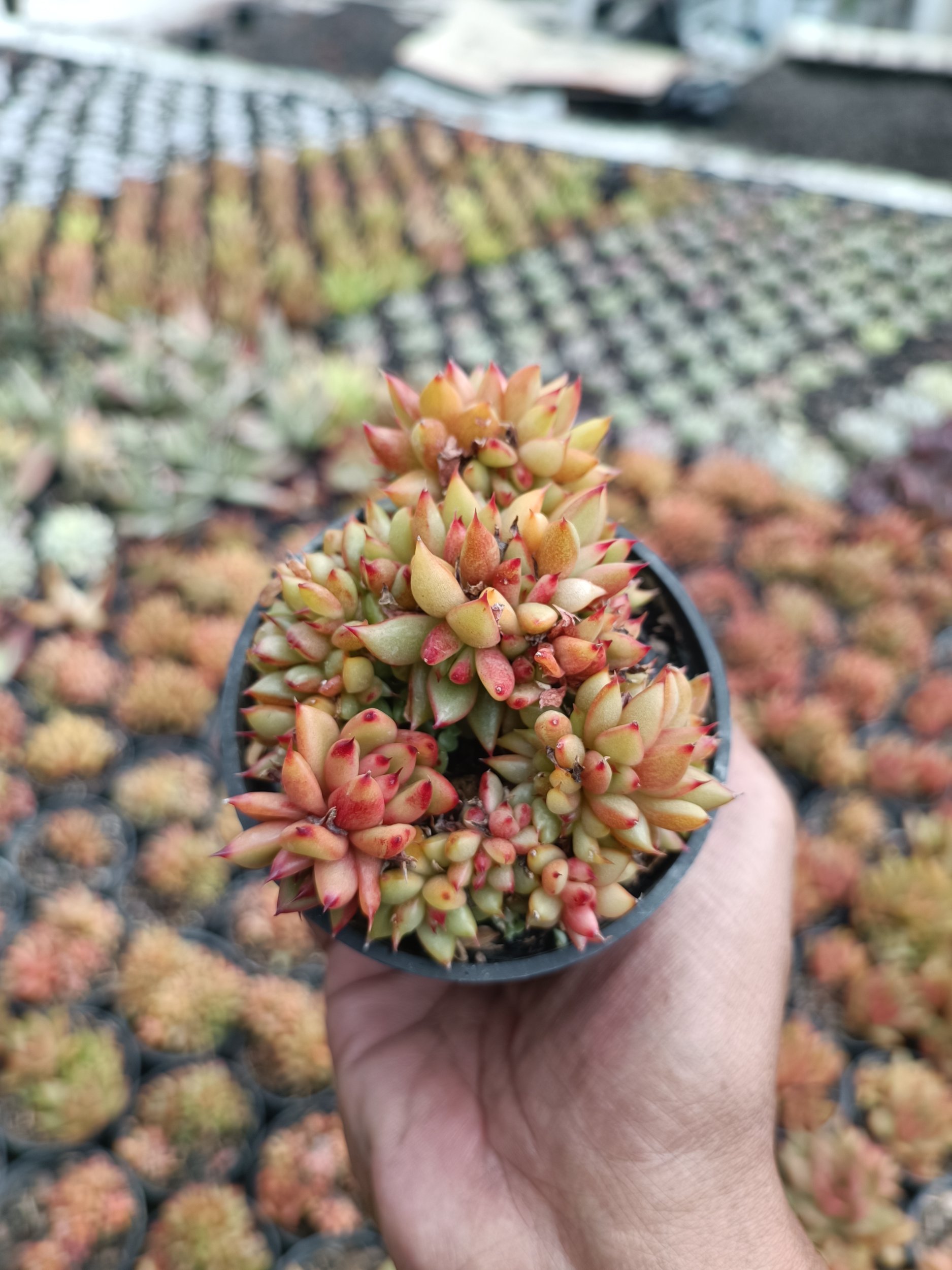 Agavoides Mundi Cristata, real gallery image #1 plants.