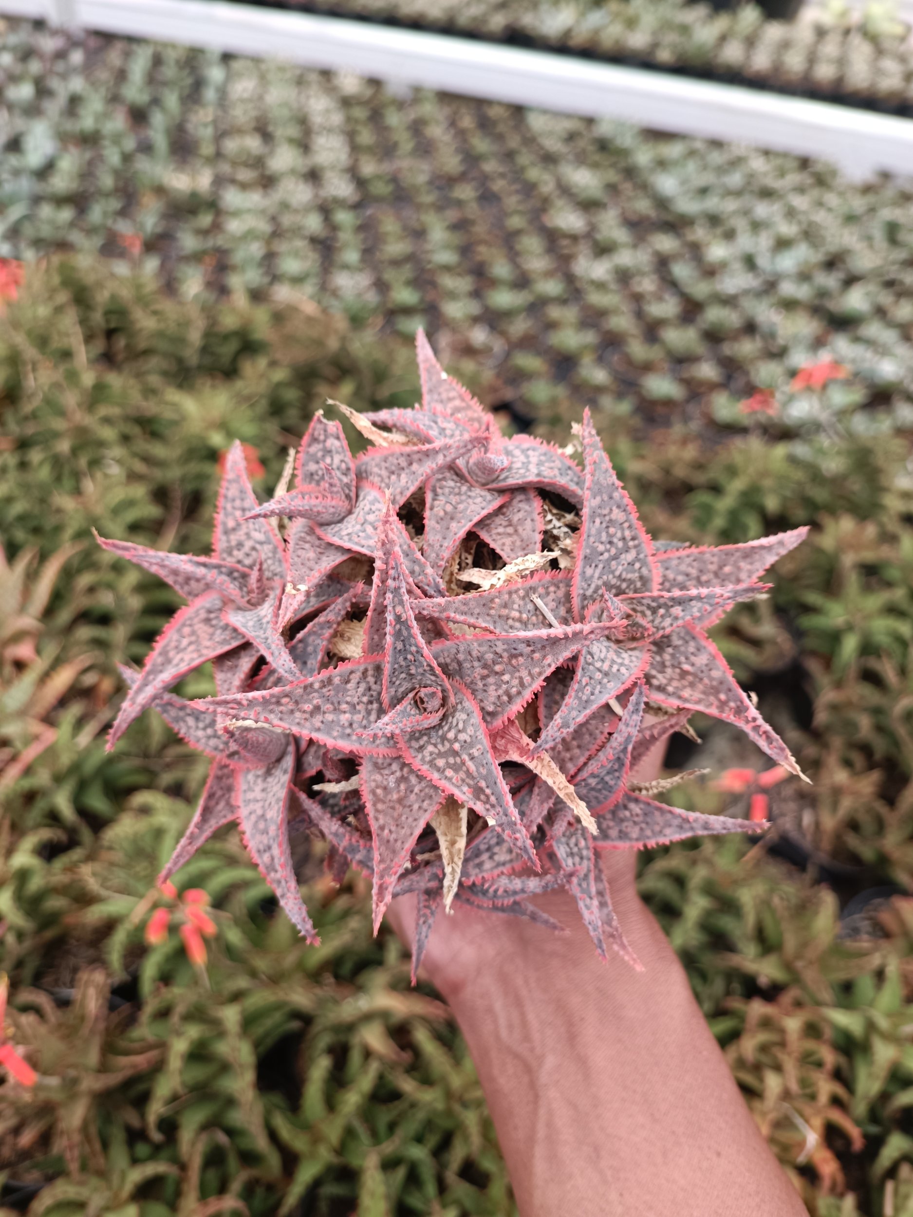 Aloe Donniae, real gallery image #1 plants. Picture taken directly from kaktus.id community Aloe farmer green houses.