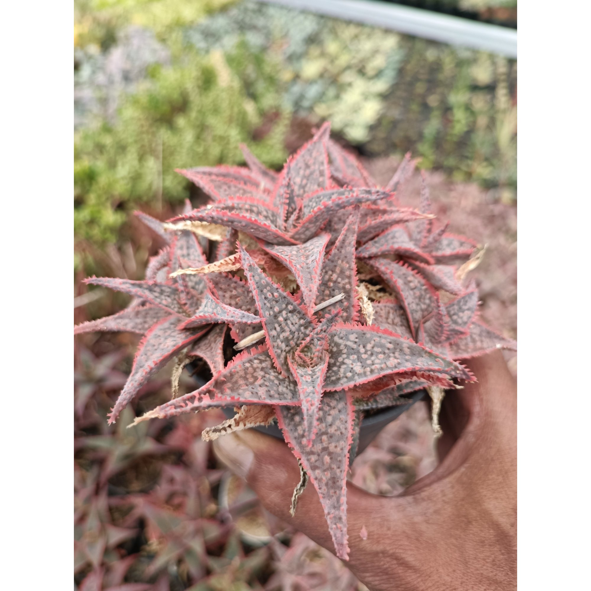 Aloe Donniae, real feature image plant. Picture taken directly from kaktus.id community Aloe farmer green houses.