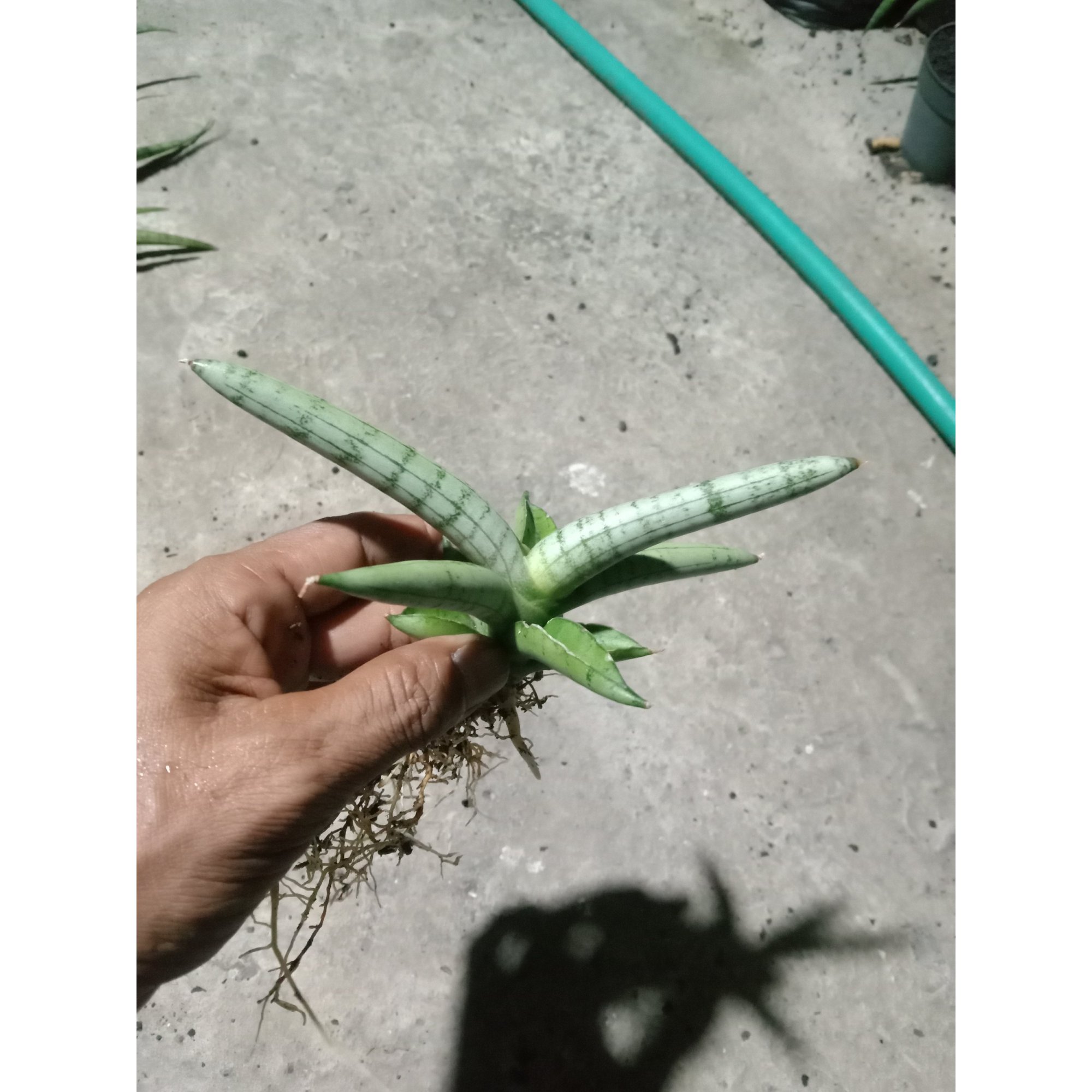Boncel Silver - feature image plants catalog from online shop plants  exporter - Kaktus Indonesia ( www.kaktus.id ) - kaktus.id