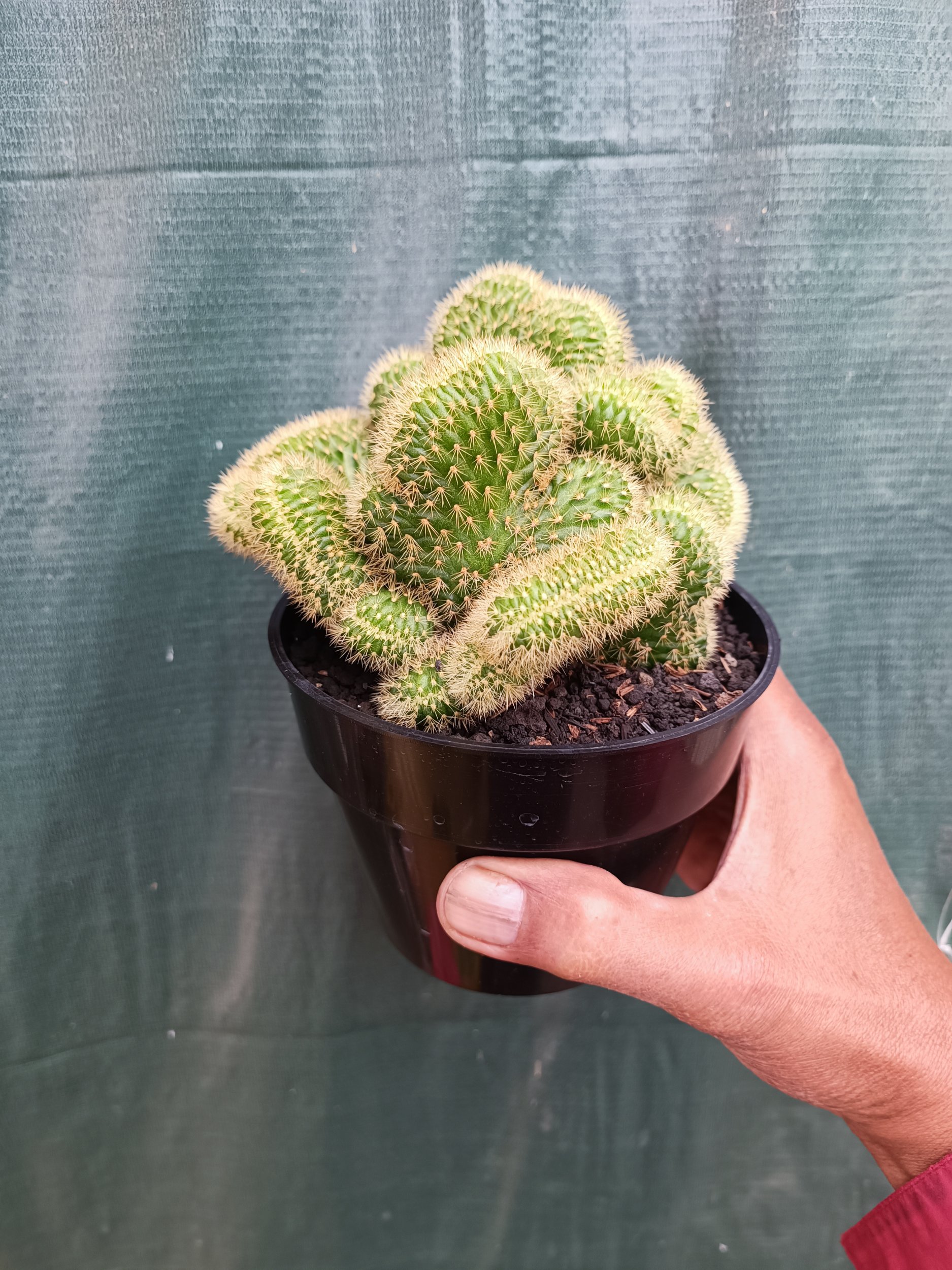 Cleistocactus Winteri Forma Cristata, real gallery image #1 plants. Picture taken directly from kaktus.id community Cleistocactus farmer green houses.