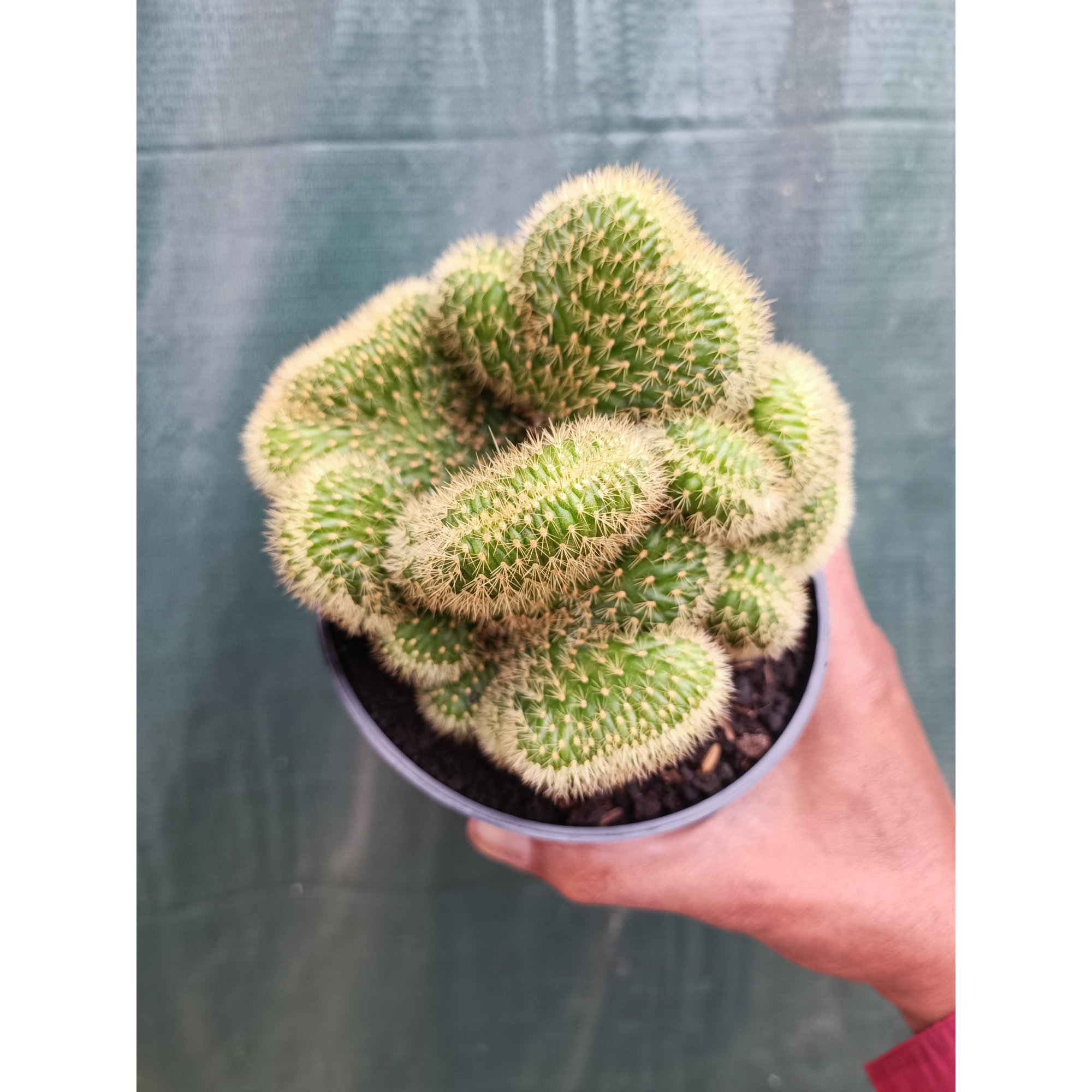 Cleistocactus Winteri Forma Cristata, real feature image plant. Picture taken directly from kaktus.id community Cleistocactus farmer green houses.