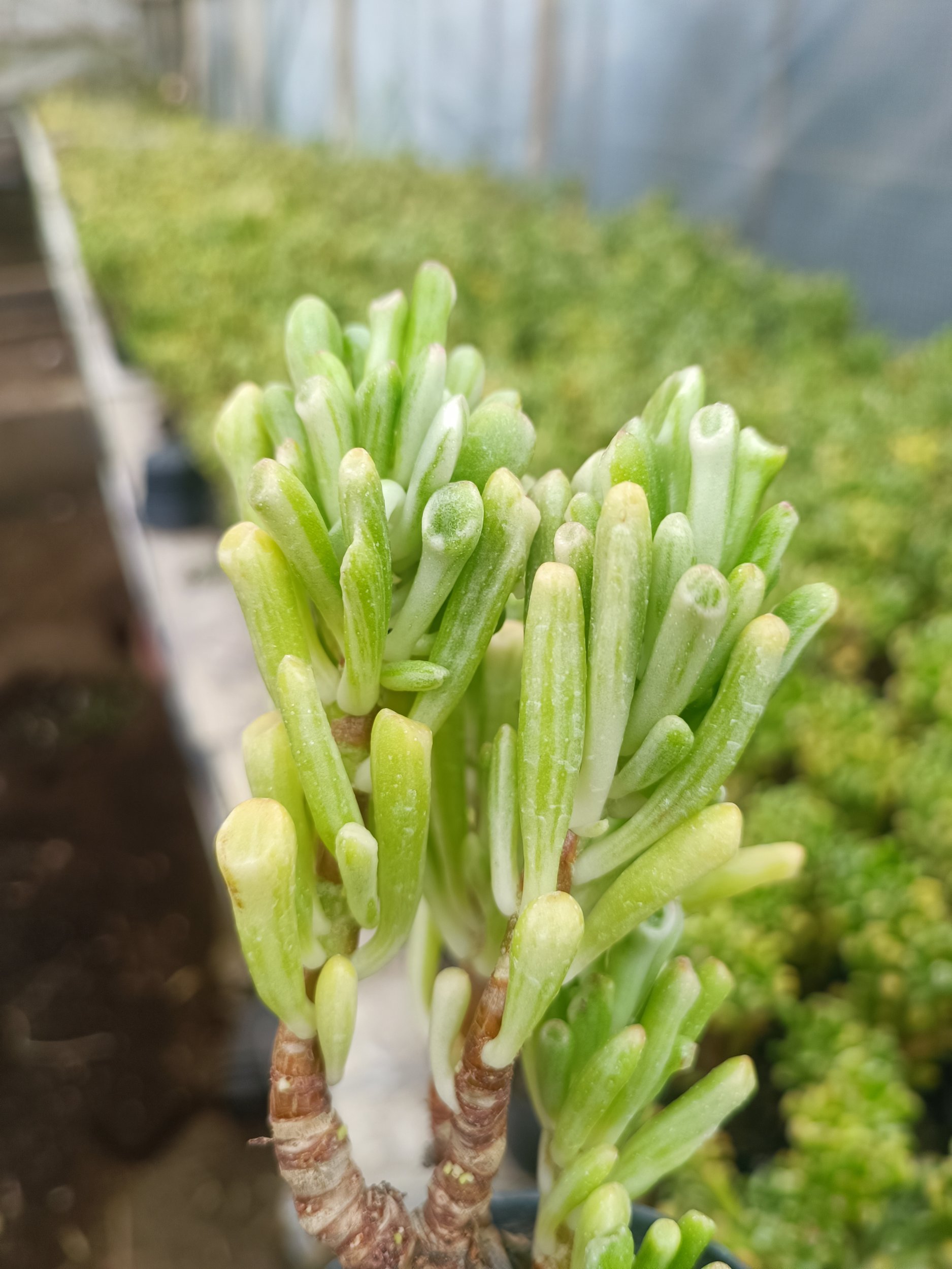 Crassula Ovata Gollum Silver Bonsai, real gallery image #1 plants. Picture taken directly from kaktus.id community Crassula farmer green houses.