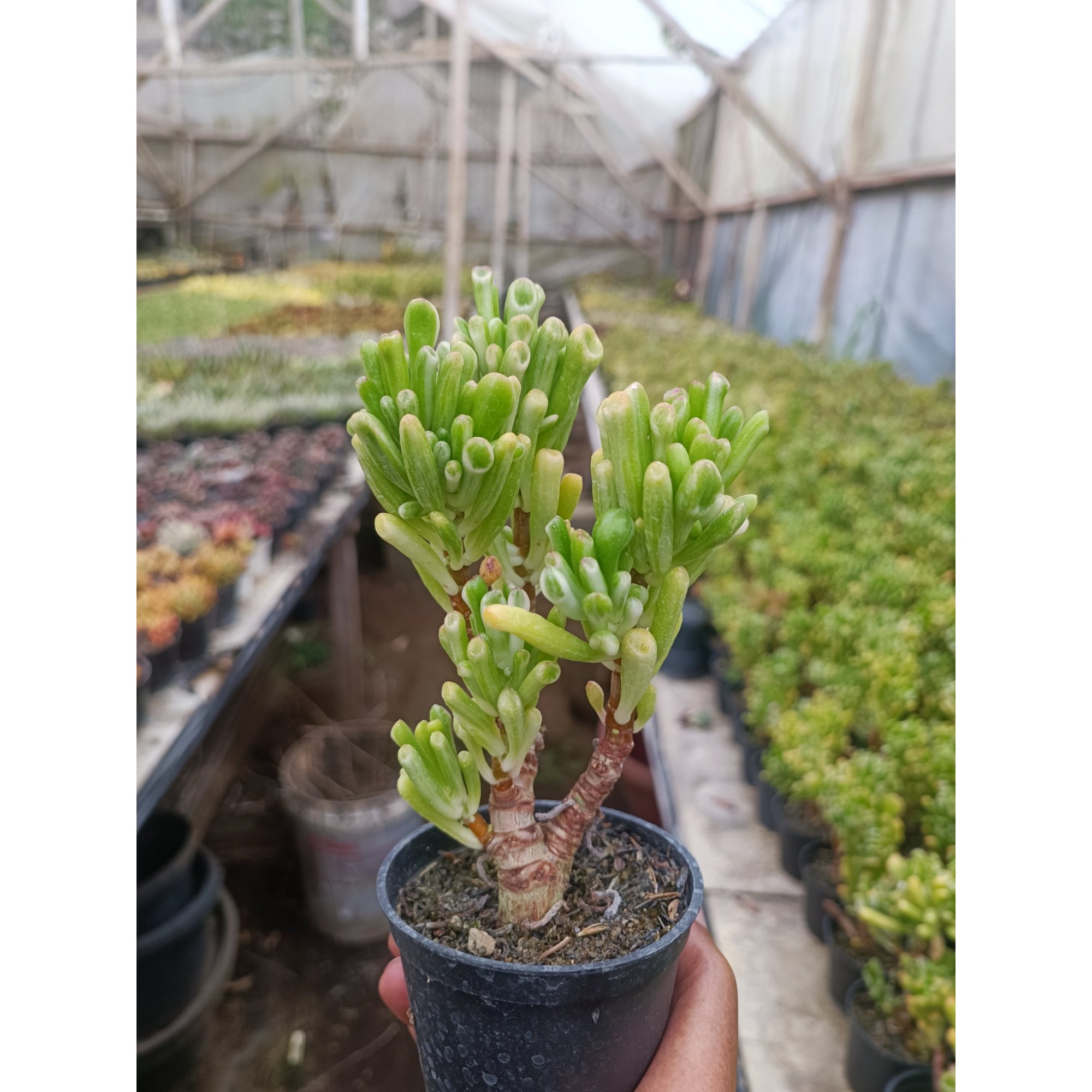 Crassula Ovata Gollum Silver Bonsai, real feature image plant. Picture taken directly from kaktus.id community Crassula farmer green houses.