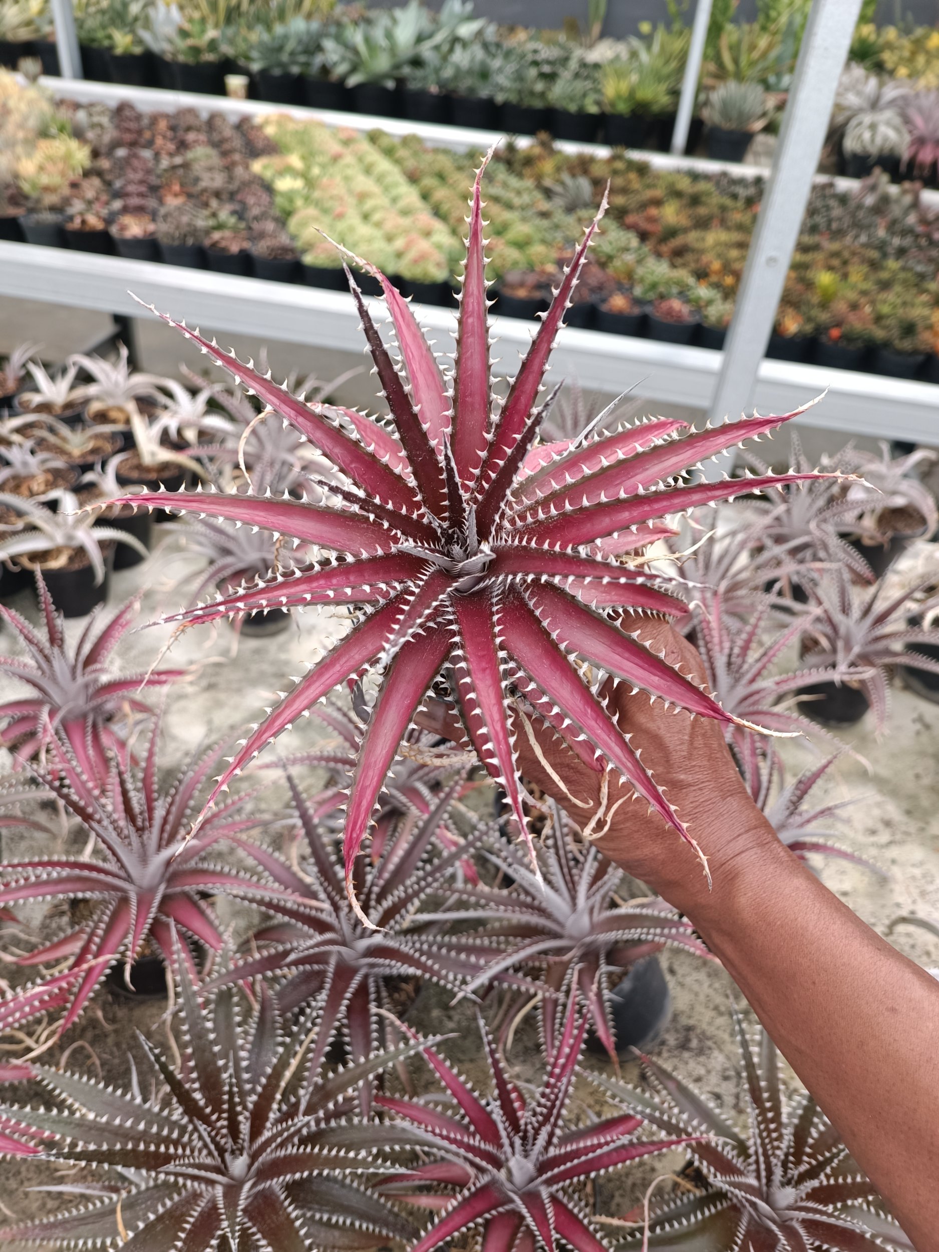 Dickya Keswick, real gallery image #1 plants. Picture taken directly from kaktus.id community Dickya farmer green houses.