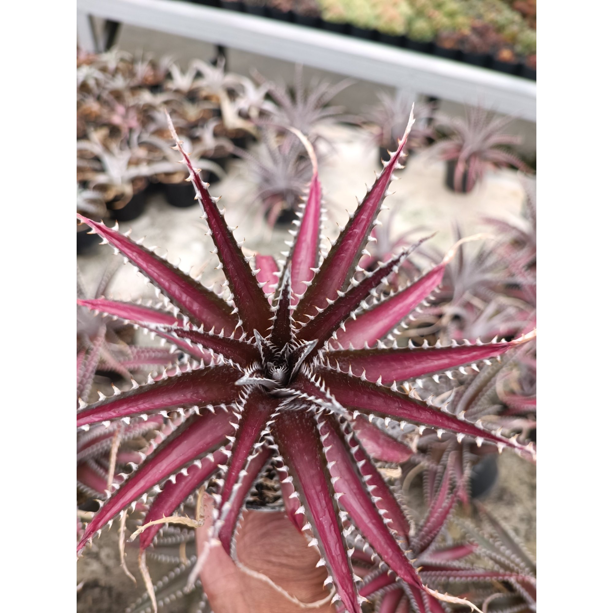 Dickya Keswick, real feature image plant. Picture taken directly from kaktus.id community Dickya farmer green houses.