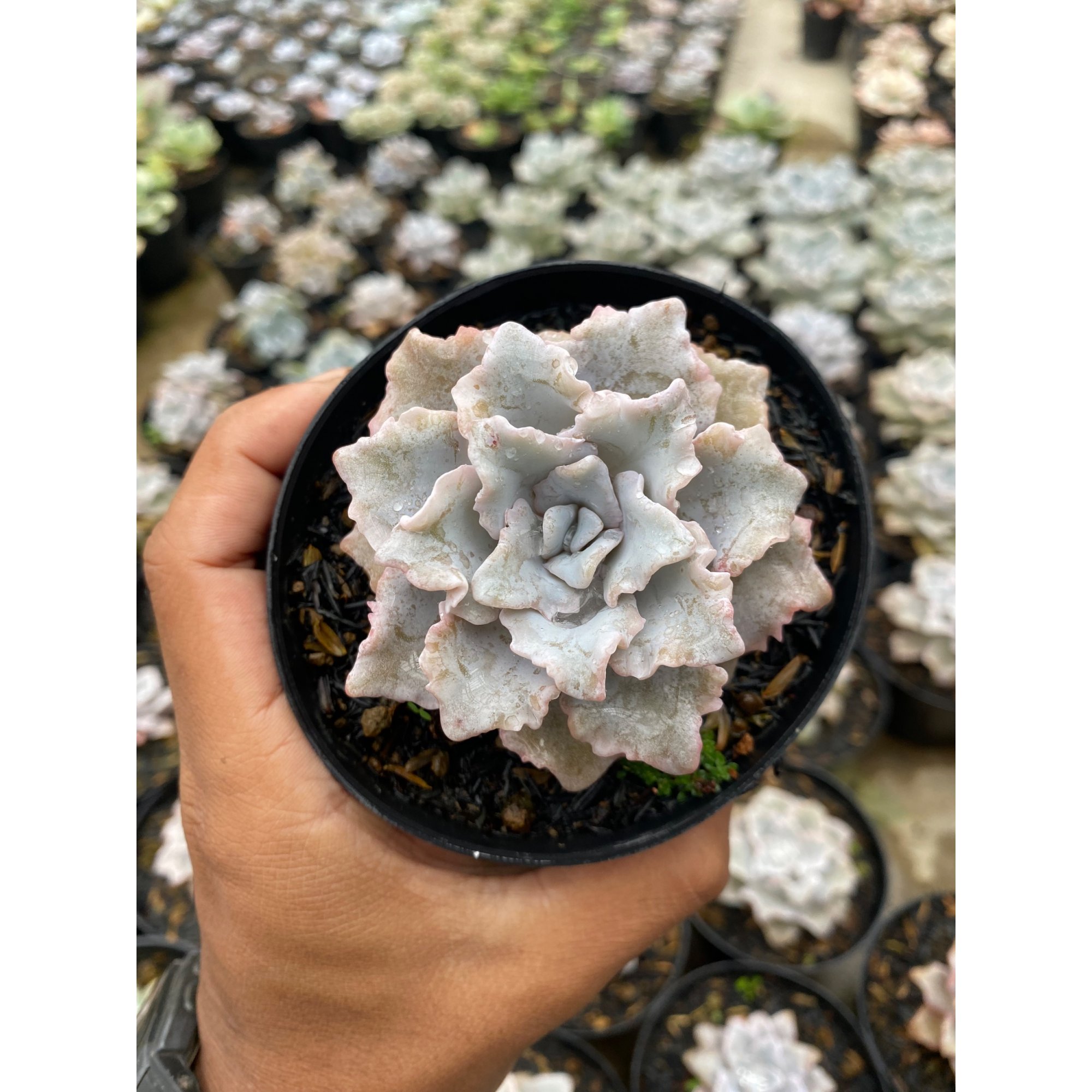 Echeveria Cryspate Beauty, real feature image plant. Picture taken directly from kaktus.id community Echeveria farmer green houses.