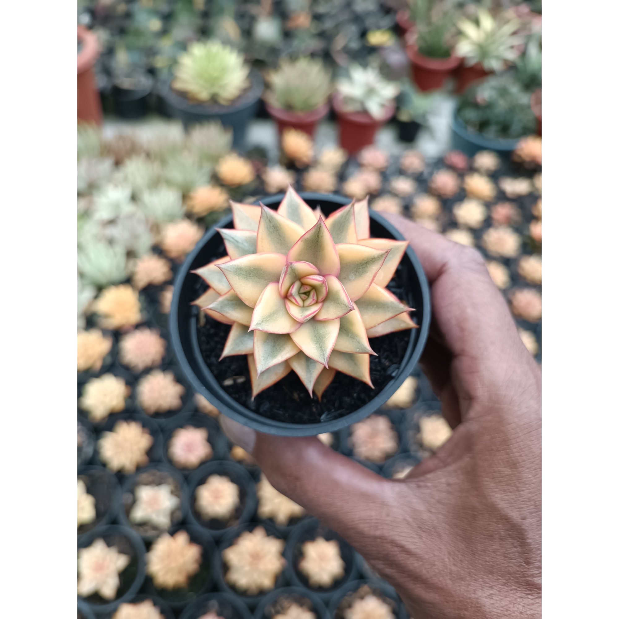 Echeveria Monocerotis Aurea, real feature image plant. Picture taken directly from kaktus.id community Echeveria farmer green houses.