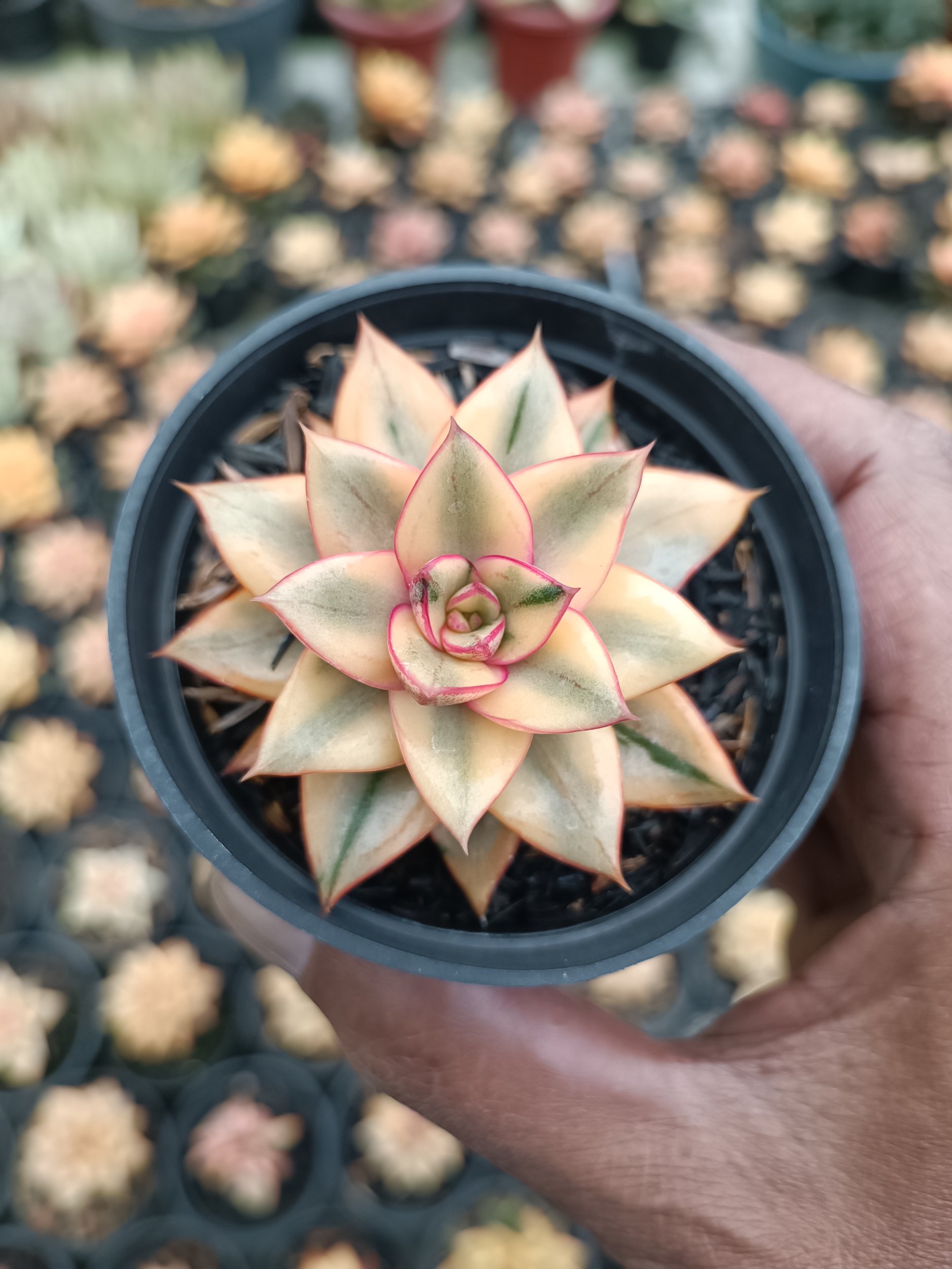 Echeveria Monocerotis Aurea, real gallery image #1 plants. Picture taken directly from kaktus.id community Echeveria farmer green houses.