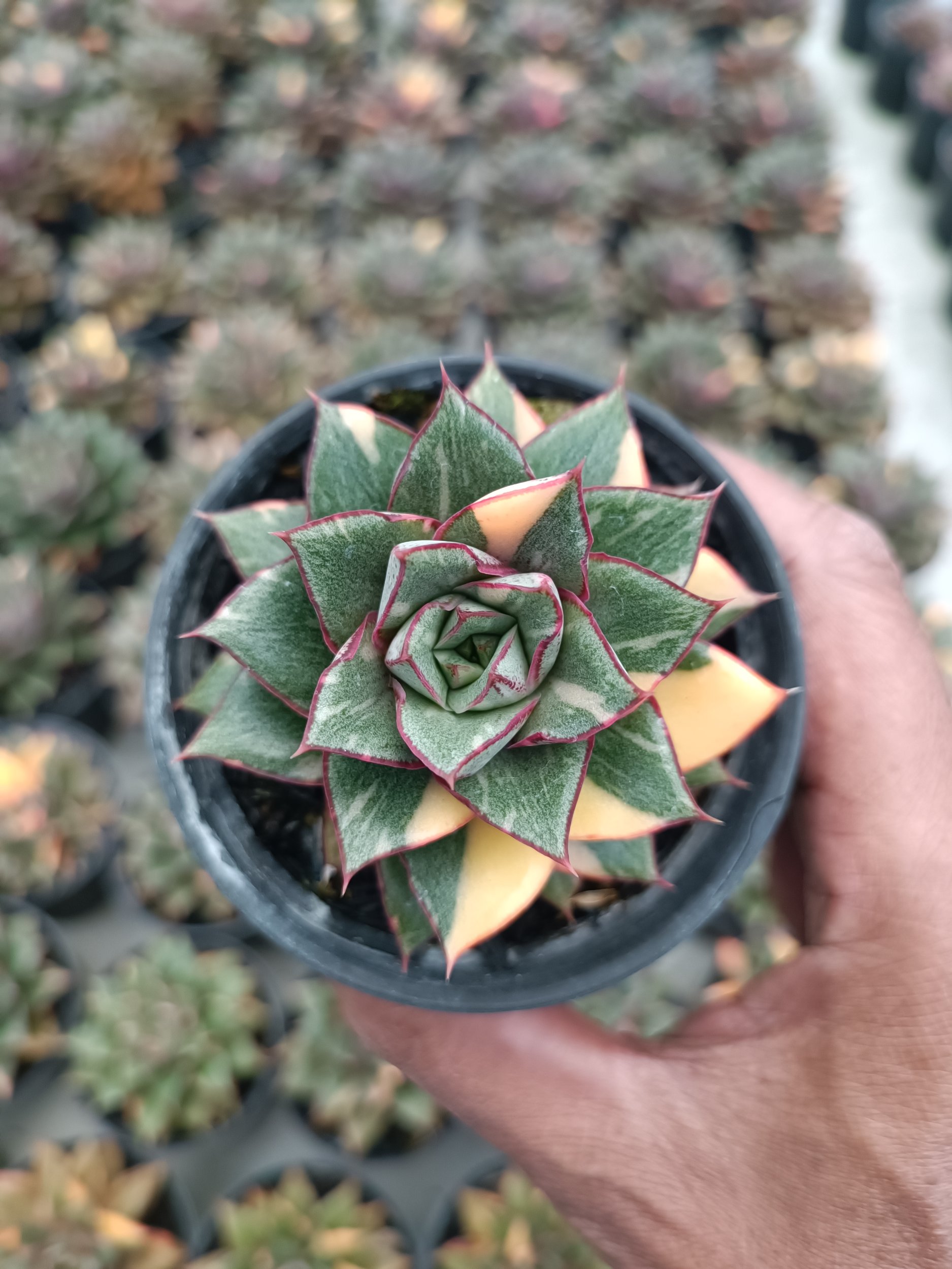 Echeveria Monocerotis Variegated size 8 cm, real gallery image #1 plants. Picture taken directly from kaktus.id community Echeveria farmer green houses.
