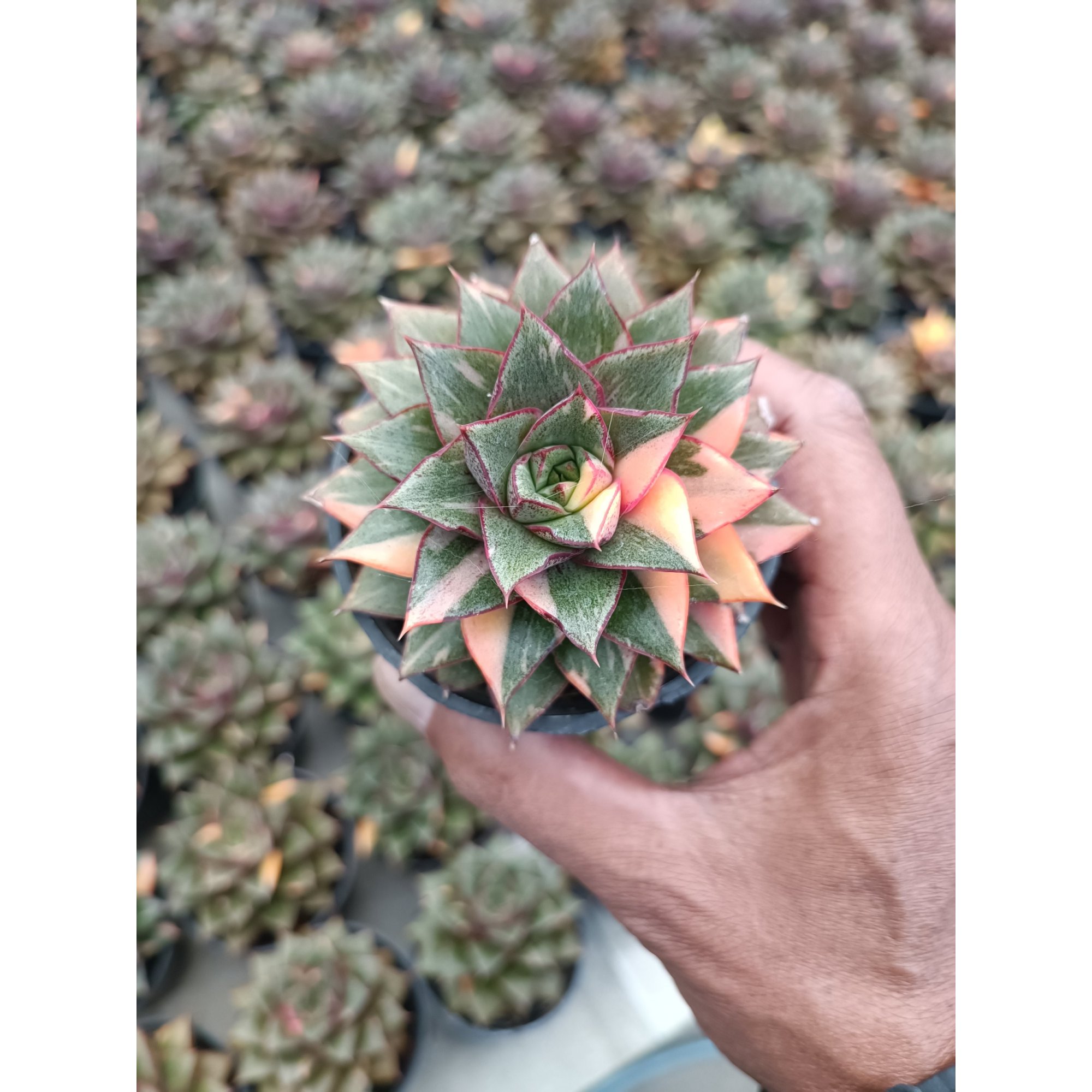 Echeveria Monocerotis Variegated size 8 cm, real feature image plant. Picture taken directly from kaktus.id community Echeveria farmer green houses.