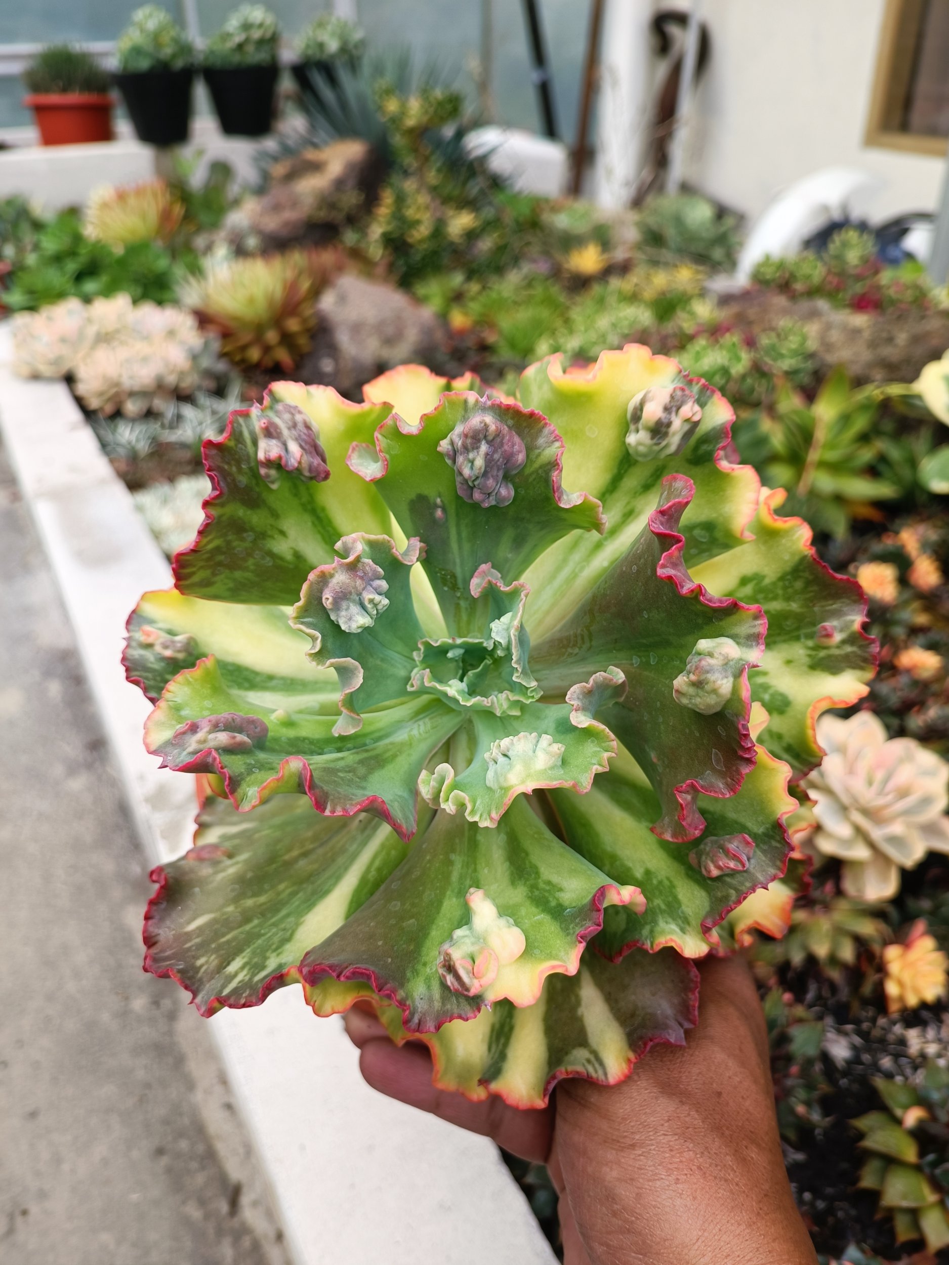 Echeveria Party Dress Variegated size 20 cm, real gallery image #1 plants. Picture taken directly from kaktus.id community Echeveria farmer green houses.