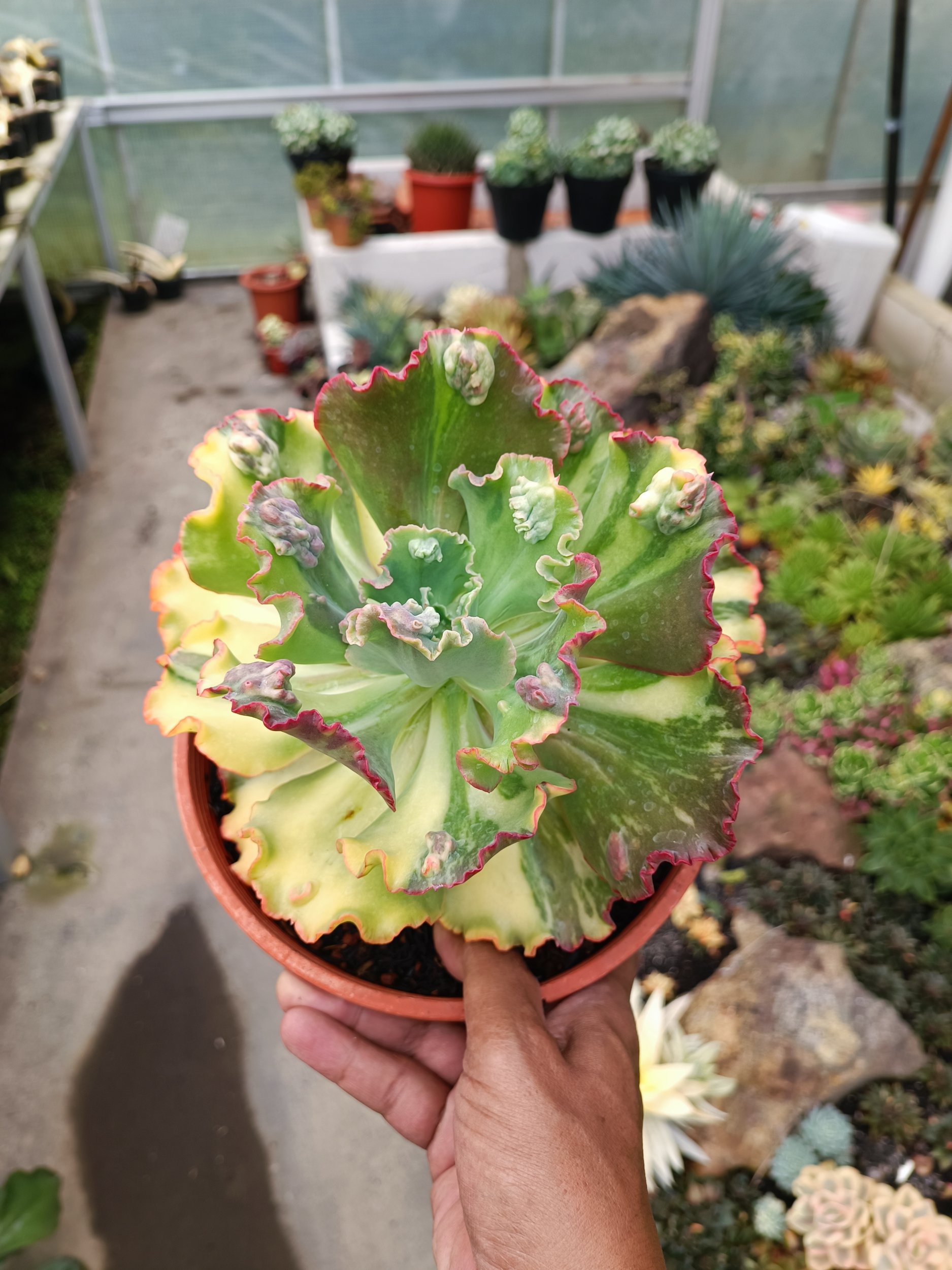Echeveria Party Dress Variegated size 20 cm For Sale - Real Pictures,  kaktus.id Plants Exporter