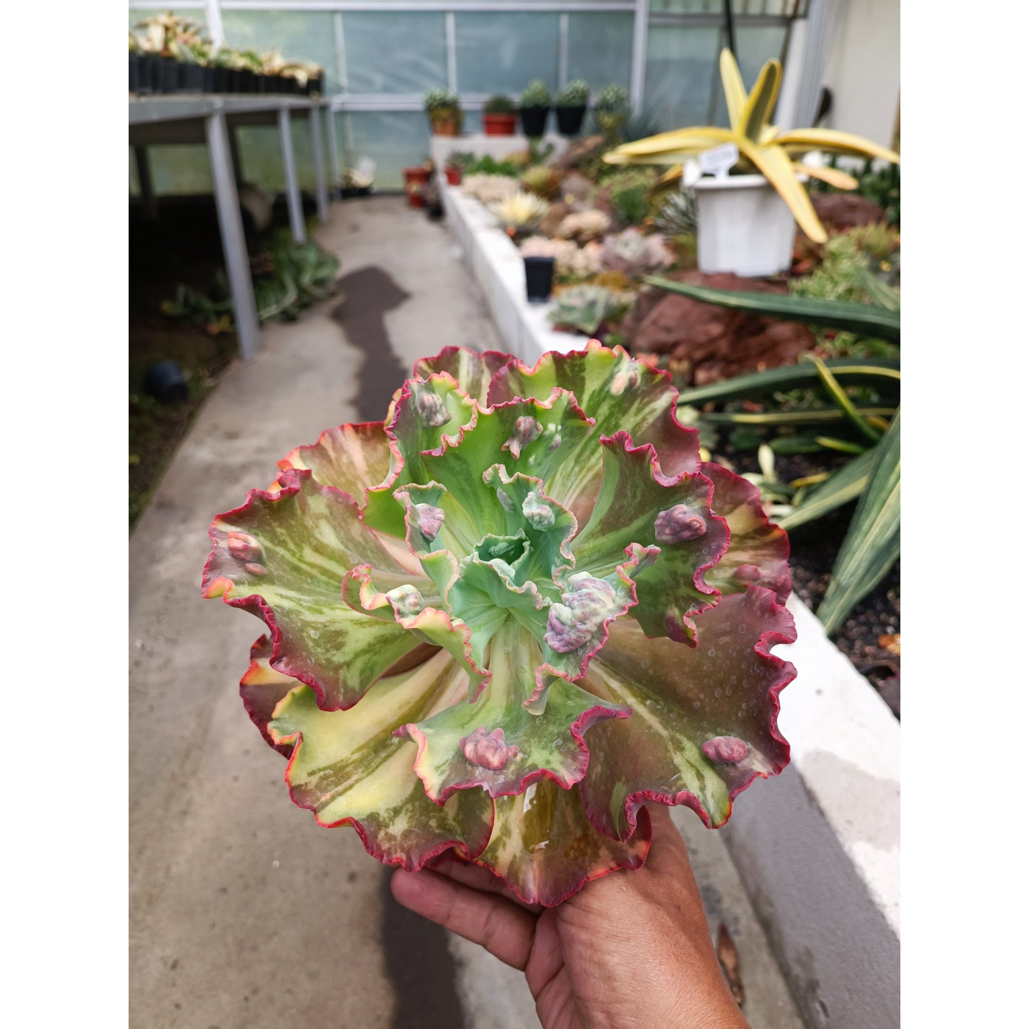 Echeveria Party Dress Variegated size 28 cm, real feature image plant. Picture taken directly from kaktus.id community Echeveria farmer green houses.