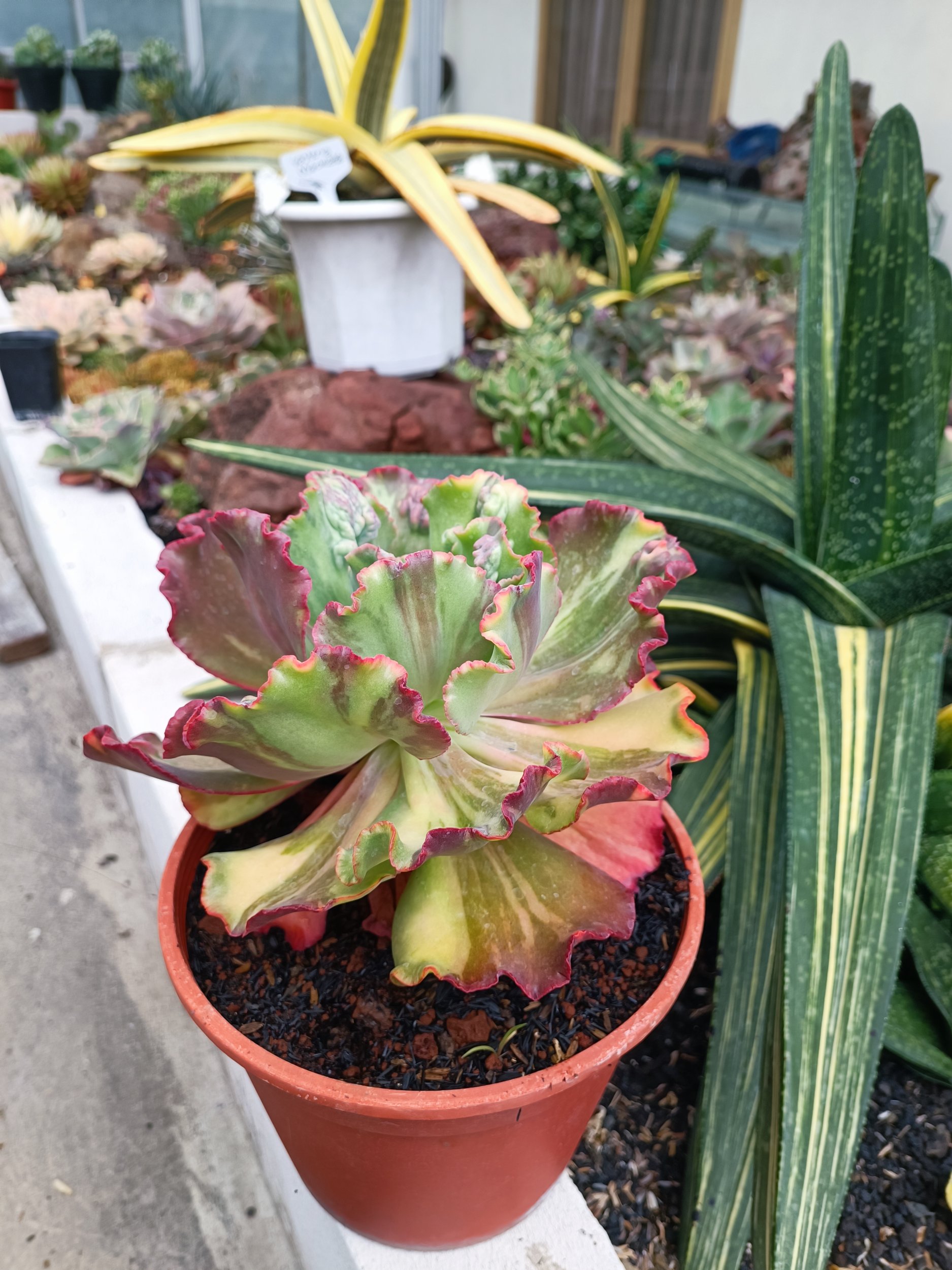 Echeveria Party Dress Variegated size 28 cm, real gallery image #1 plants. Picture taken directly from kaktus.id community Echeveria farmer green houses.