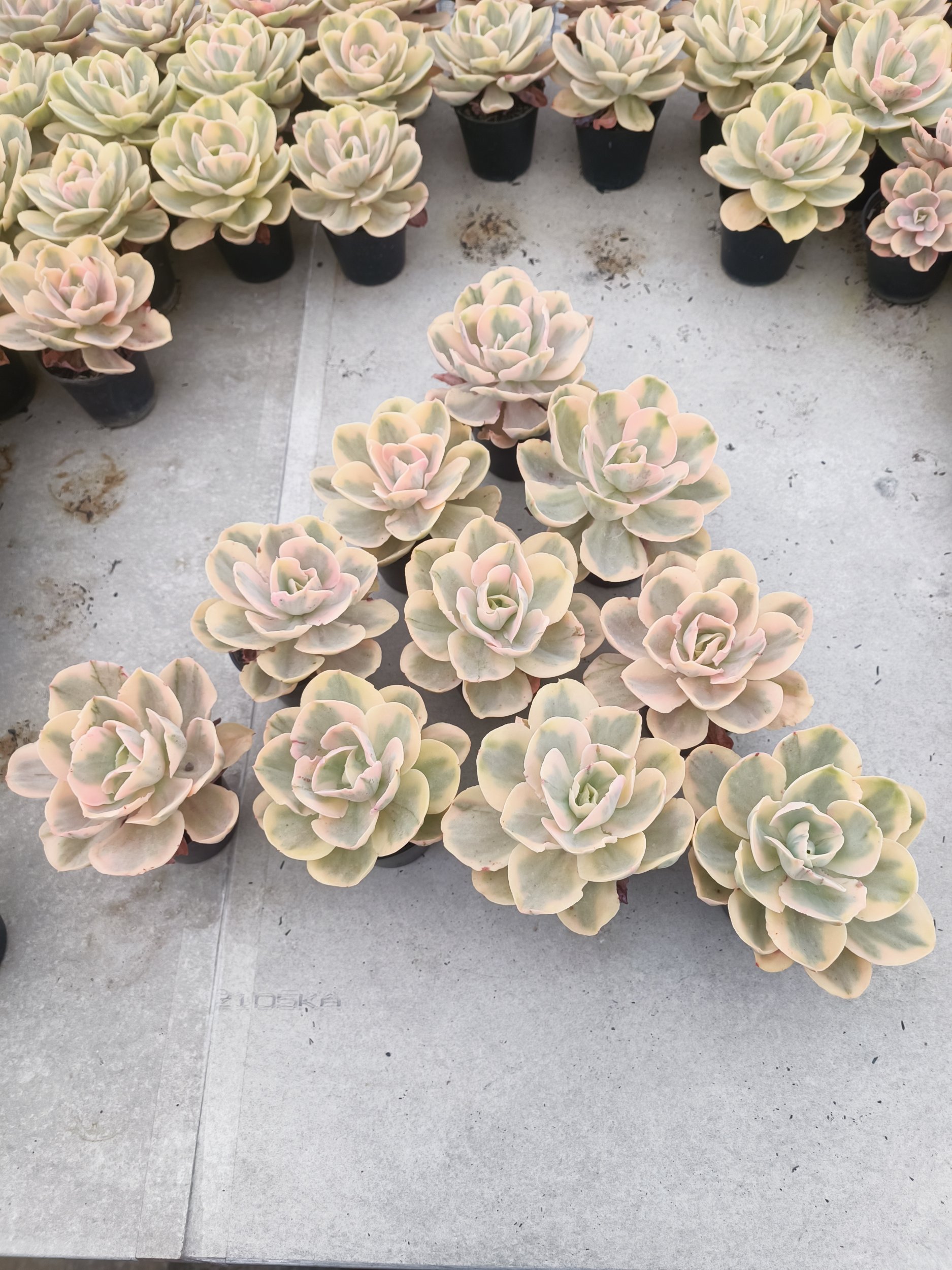Echeveria Pink Angel, real gallery image #1 plants. Picture taken directly from kaktus.id community Echeveria farmer green houses.