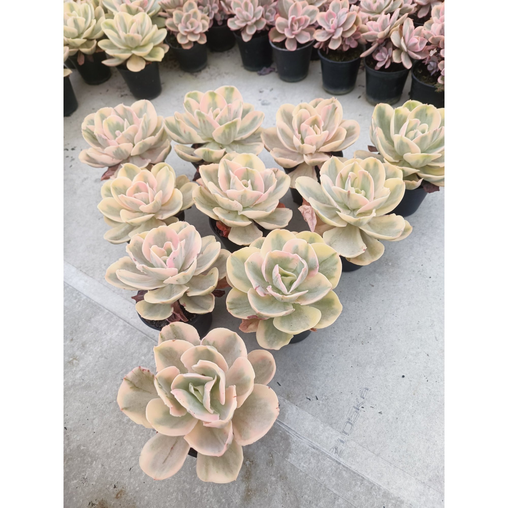 Echeveria Pink Angel, real feature image plant. Picture taken directly from kaktus.id community Echeveria farmer green houses.