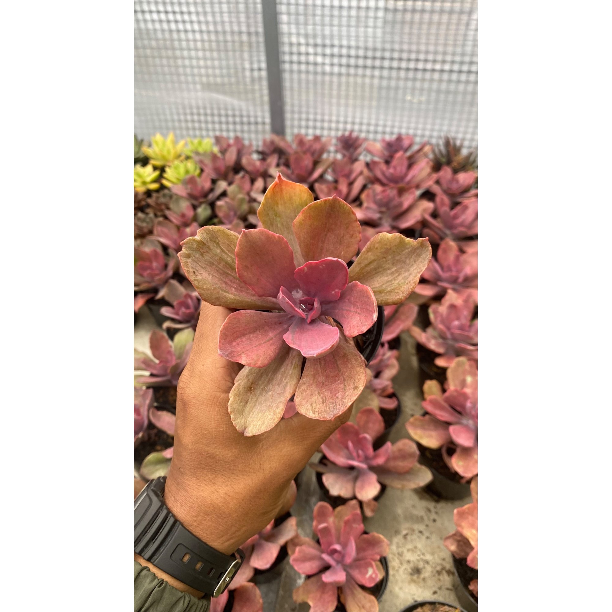 Echeveria Rosygold, real feature image plant. Picture taken directly from kaktus.id community Echeveria farmer green houses.