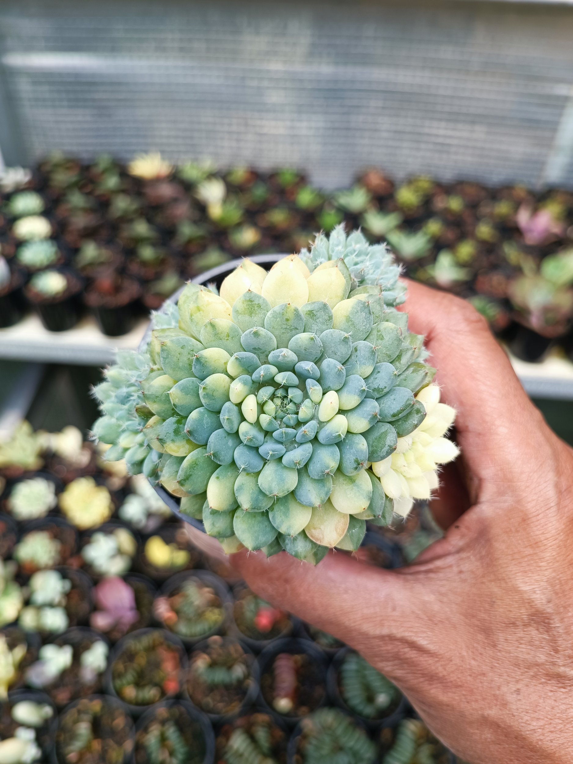 Echeveria Setosa Deminuta Variegated, real gallery image #1 plants. Picture taken directly from kaktus.id community Echeveria farmer green houses.