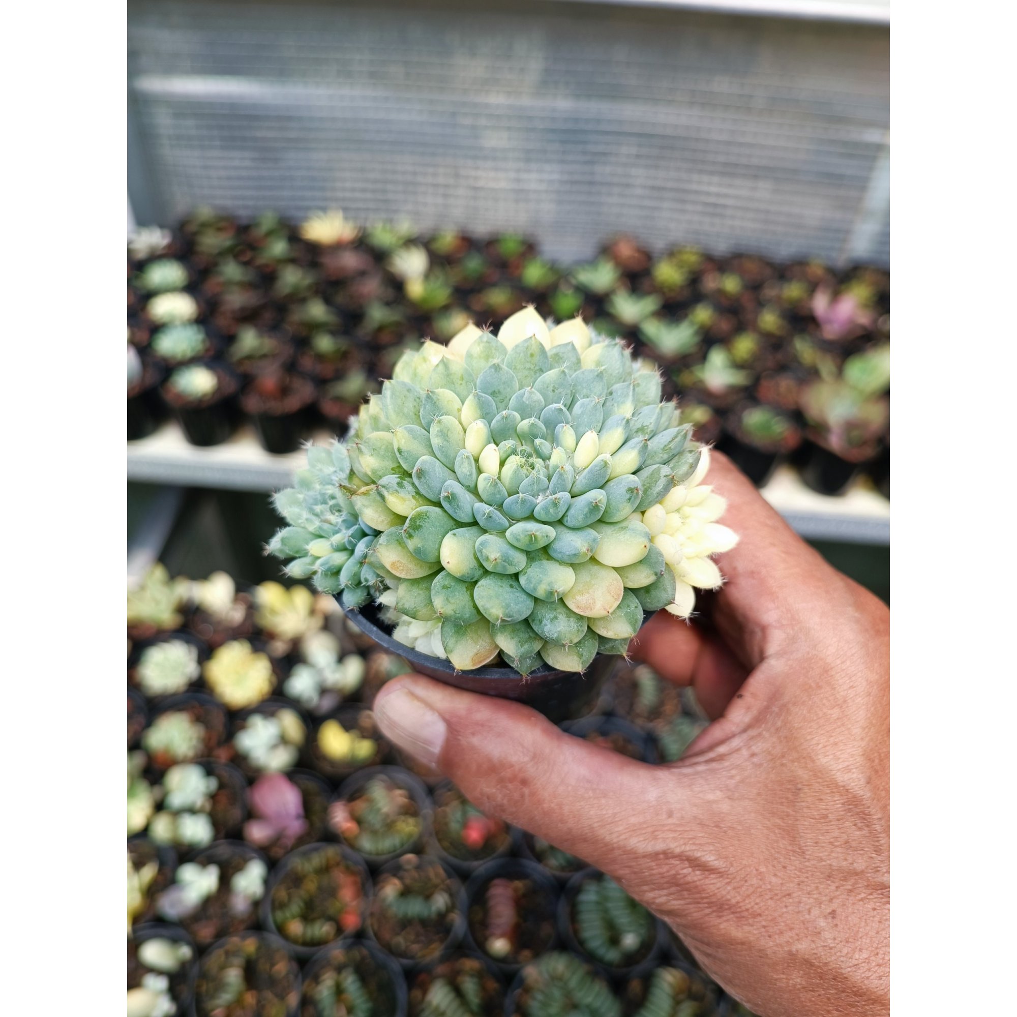 Echeveria Setosa Deminuta Variegated, real feature image plant. Picture taken directly from kaktus.id community Echeveria farmer green houses.