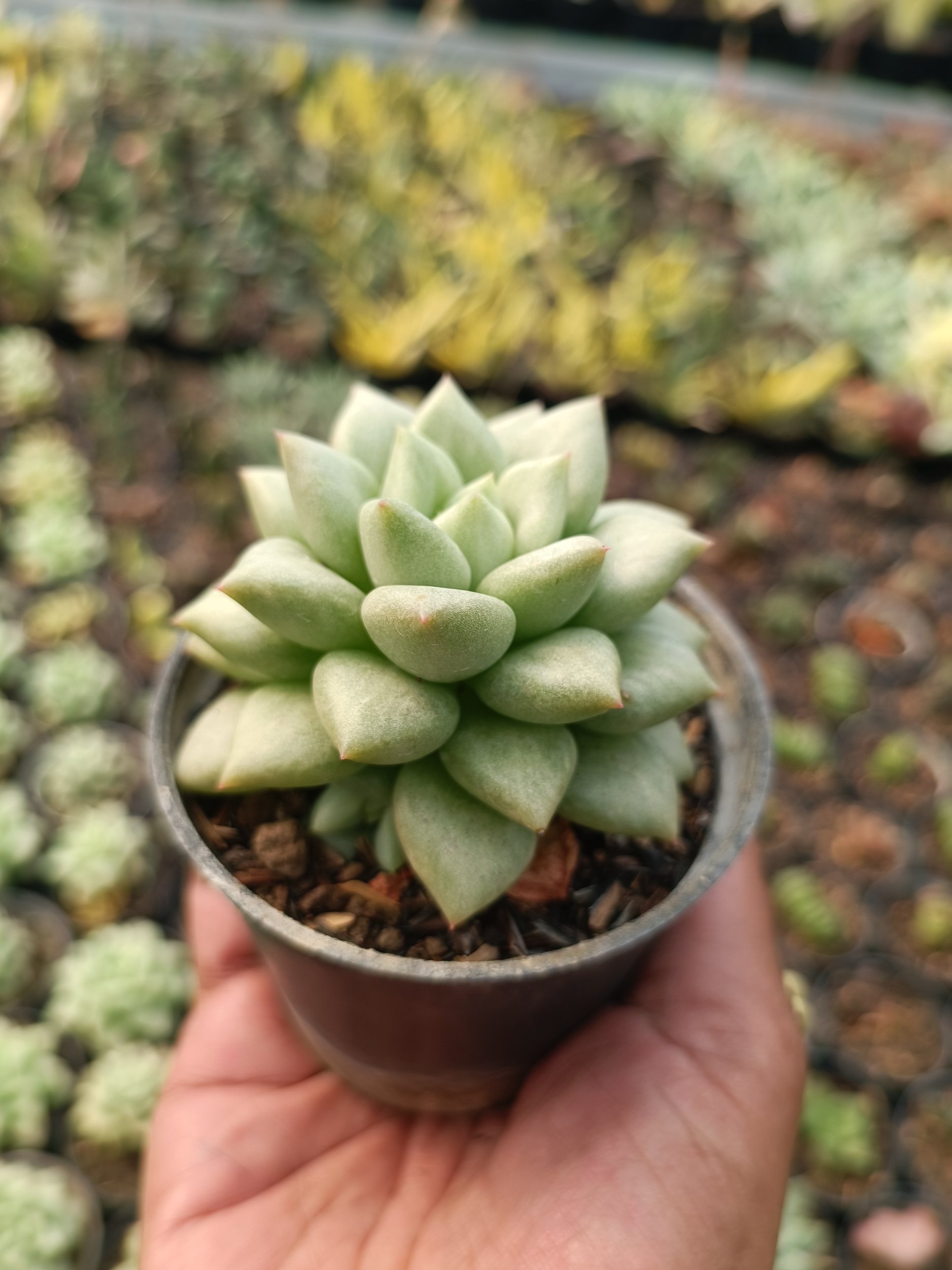 Echeveria Van Keppel, real gallery image #1 plants. Picture taken directly from kaktus.id community Echeveria farmer green houses.