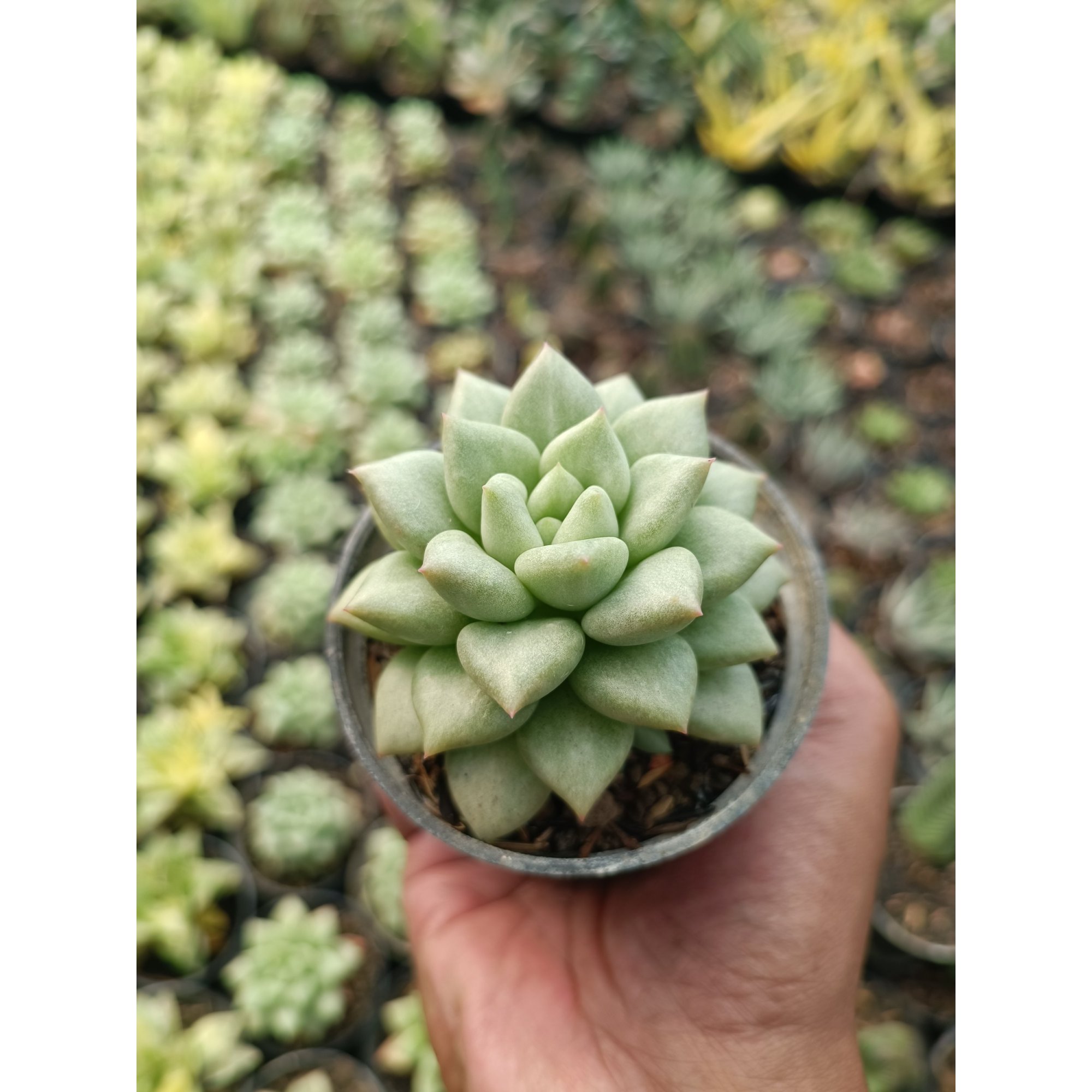 Echeveria Van Keppel, real feature image plant. Picture taken directly from kaktus.id community Echeveria farmer green houses.