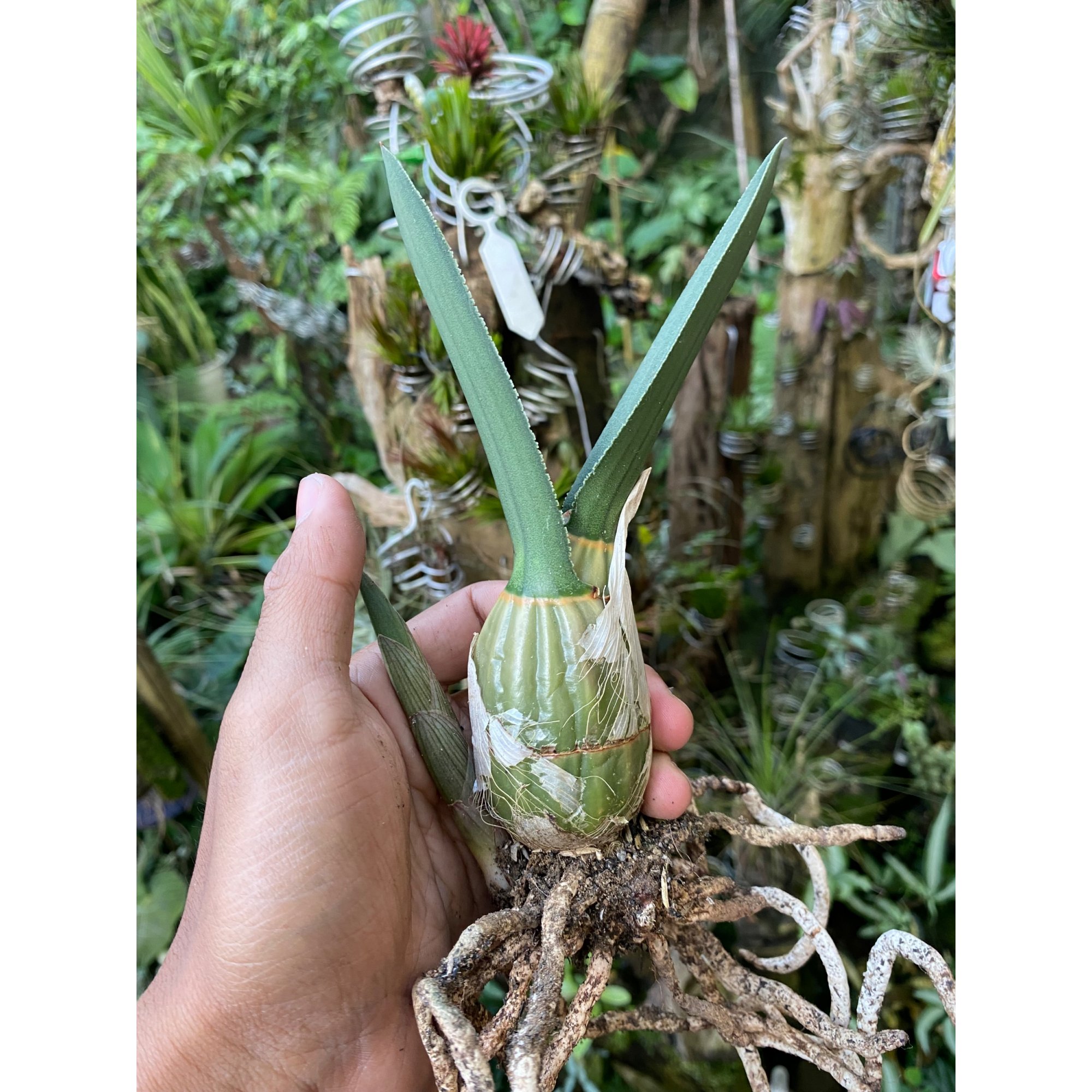 Eulophia Petersii size 15 cm, real feature image plant. Picture taken directly from kaktus.id community Eulophia farmer green houses.