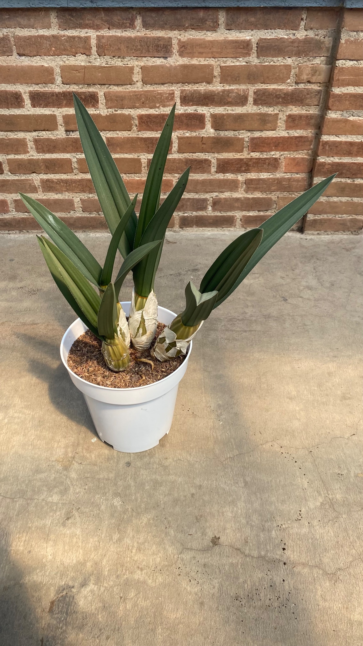 Eulophia Petersii size 50 cm, real gallery image #1 plants. Picture taken directly from kaktus.id community Eulophia farmer green houses.