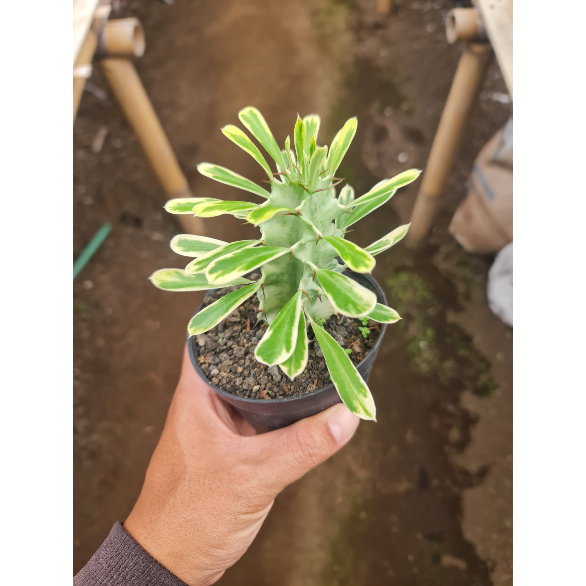 Euphorbia Ammak Size 10cm, real feature image plant. Picture taken directly from kaktus.id community Euphorbia farmer green houses.