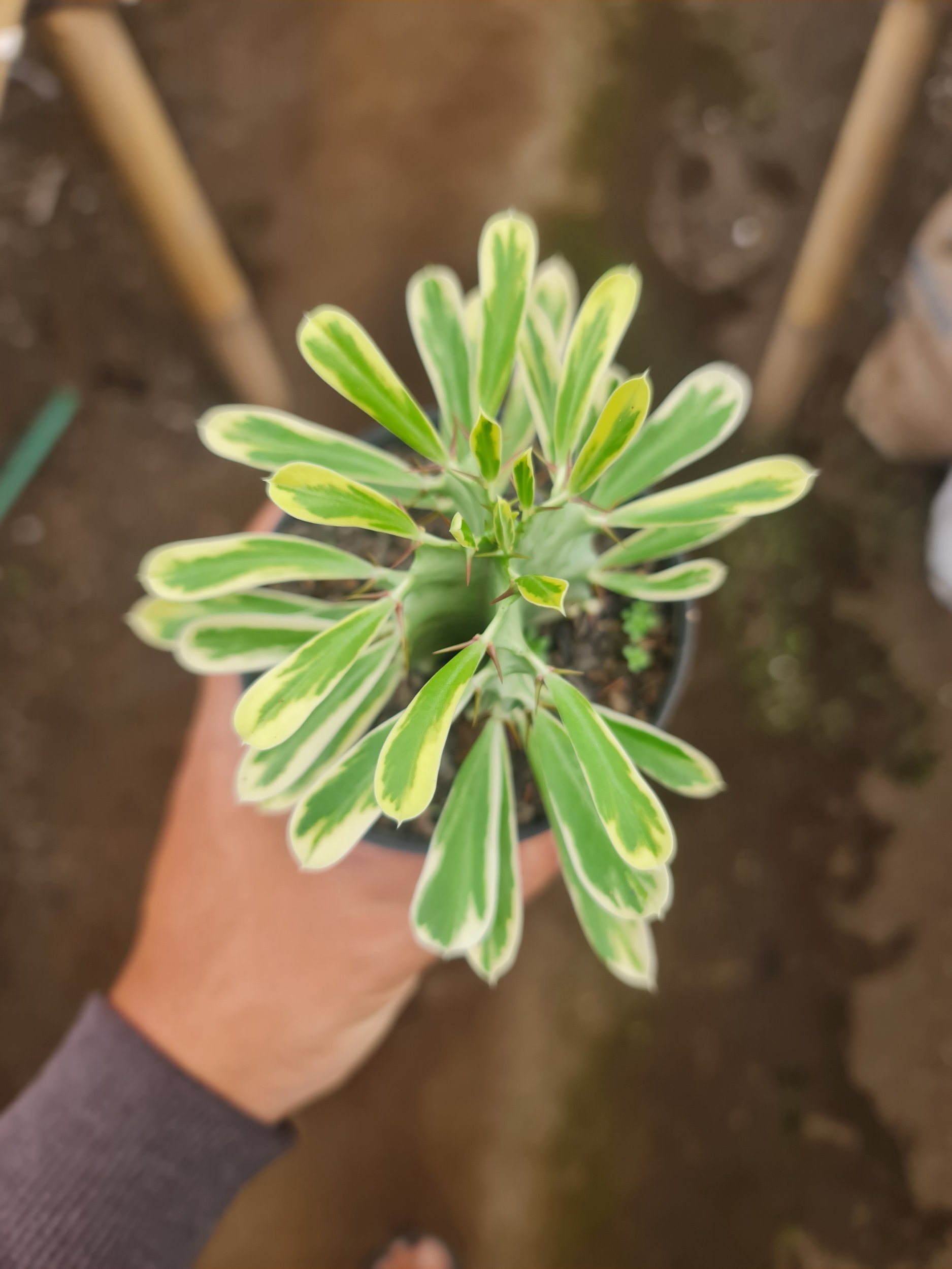 Euphorbia Ammak Size 10cm, real gallery image #1 plants. Picture taken directly from kaktus.id community Euphorbia farmer green houses.