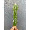 Euphorbia Barnardii