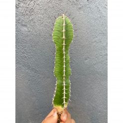 Euphorbia Barnardii