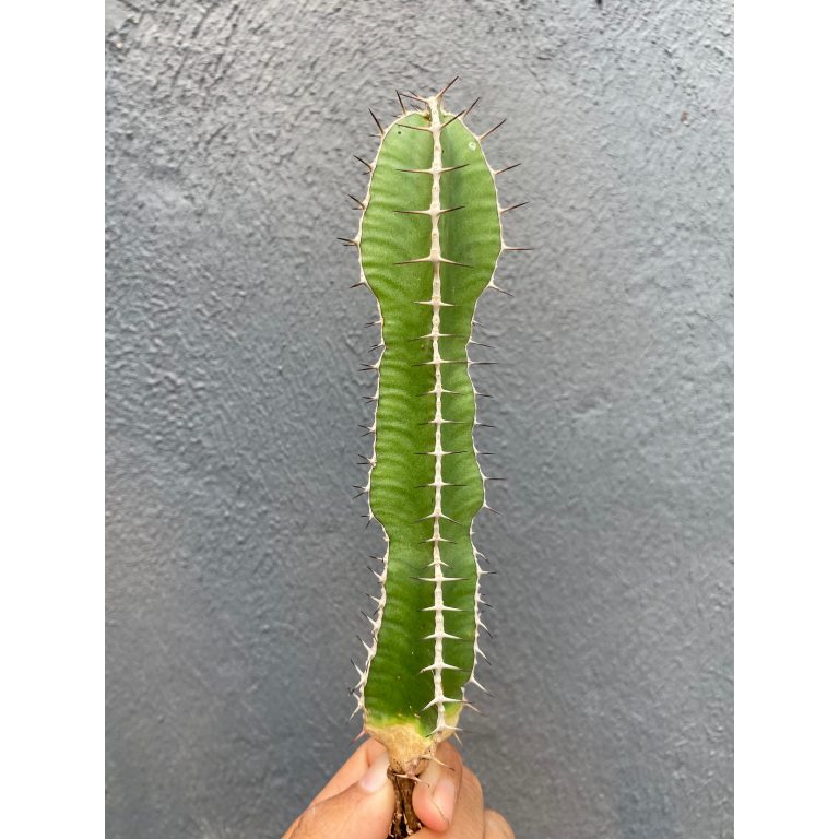 1799. Euphorbia Barnardii