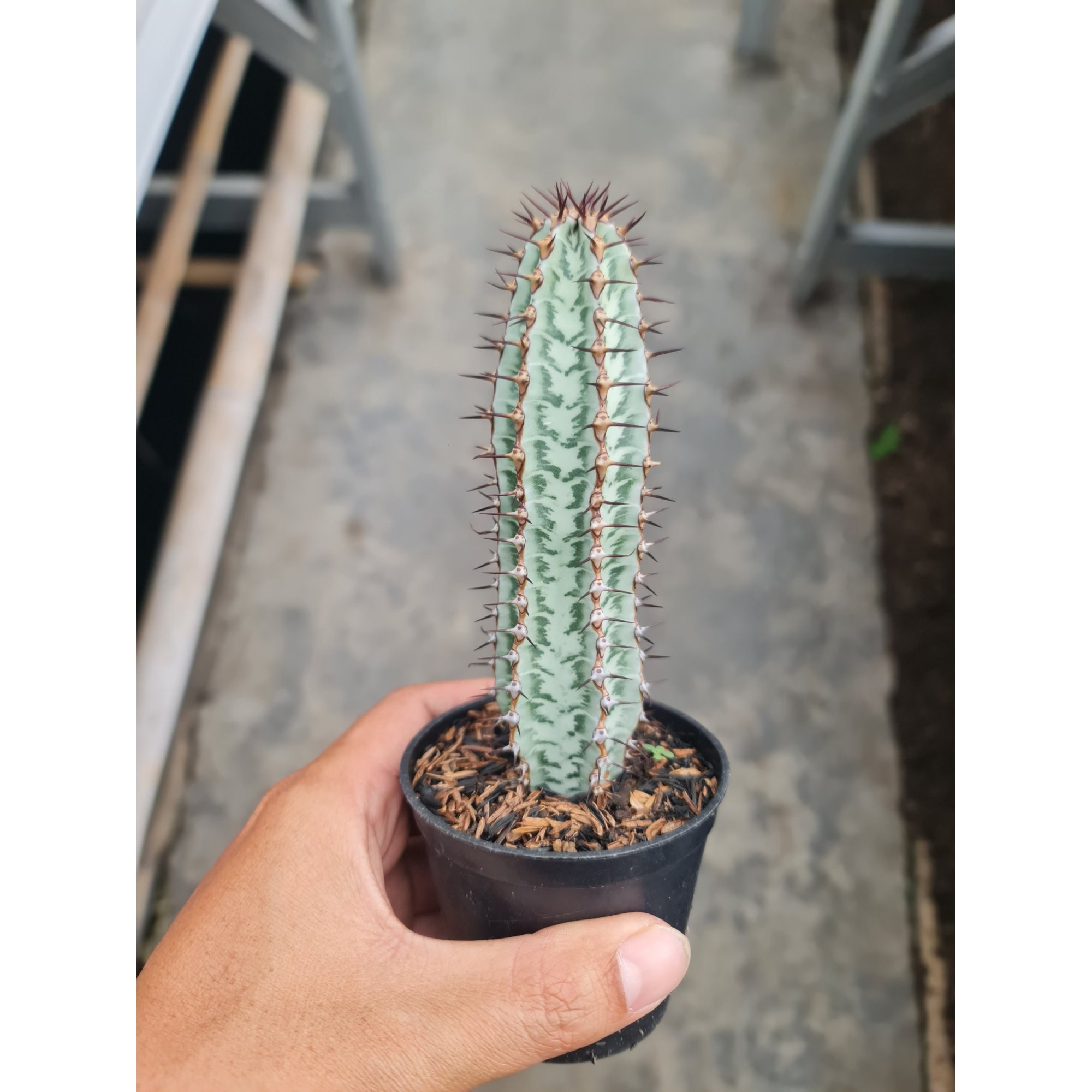 Euphorbia Confinalis, real feature image plant. Picture taken directly from kaktus.id community Euphorbia farmer green houses.