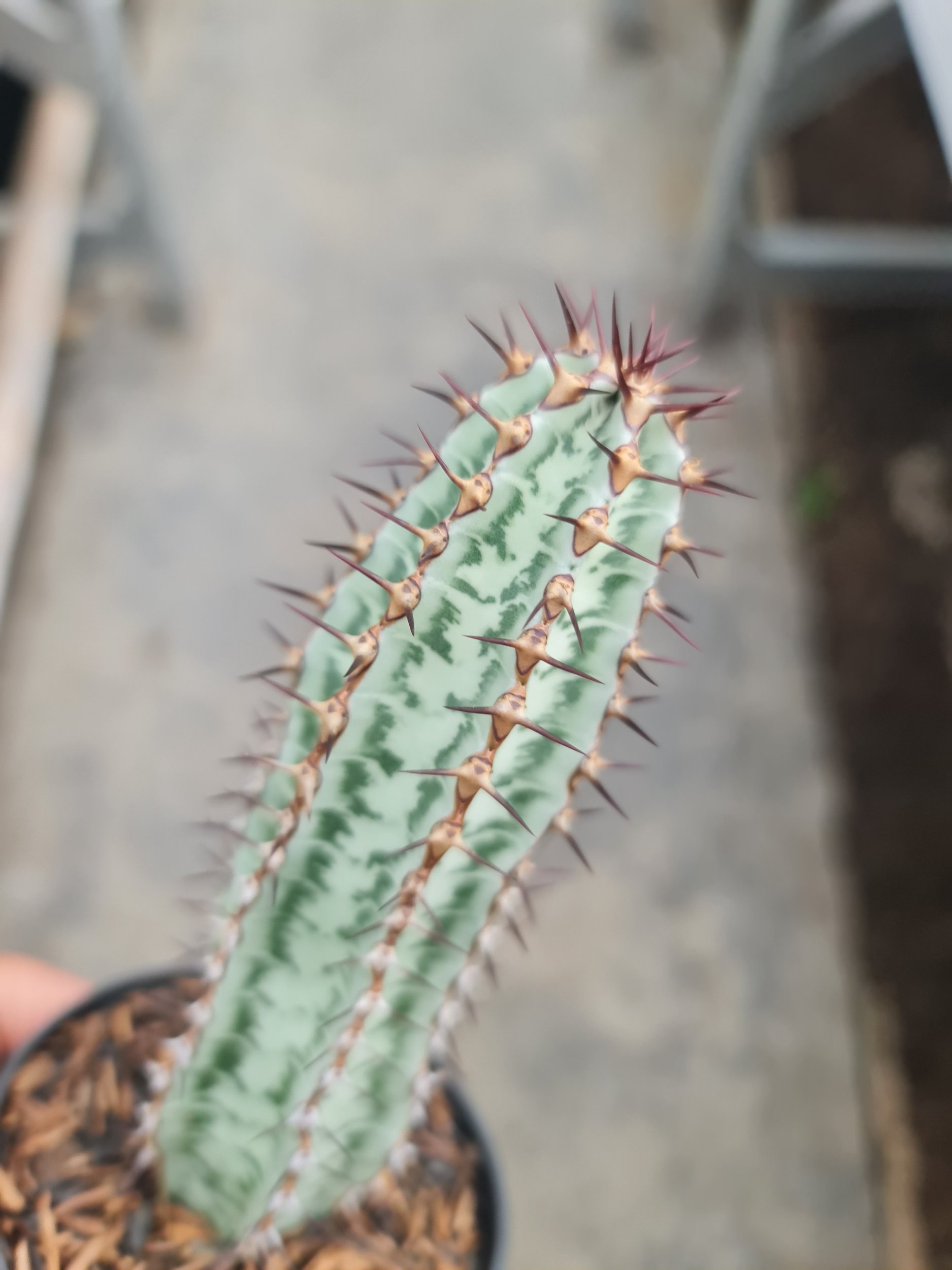 Euphorbia Confinalis, real gallery image #1 plants. Picture taken directly from kaktus.id community Euphorbia farmer green houses.