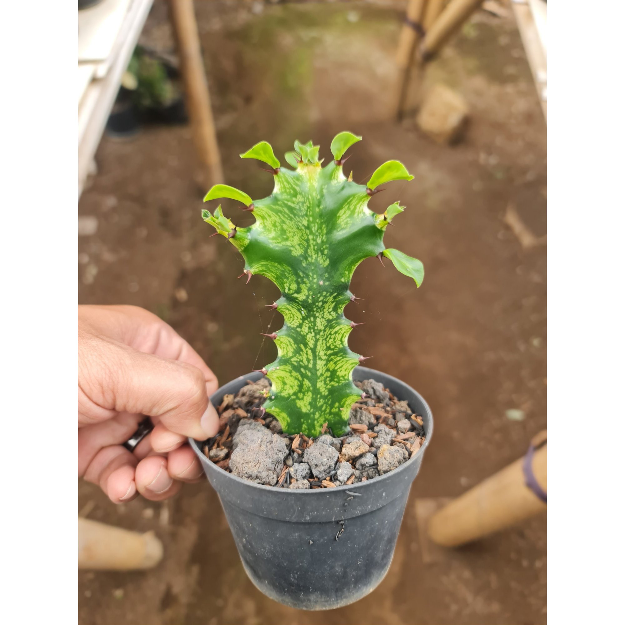 Euphorbia Mayourtanii Variegated Size 10cm, real feature image plant. Picture taken directly from kaktus.id community Euphorbia farmer green houses.