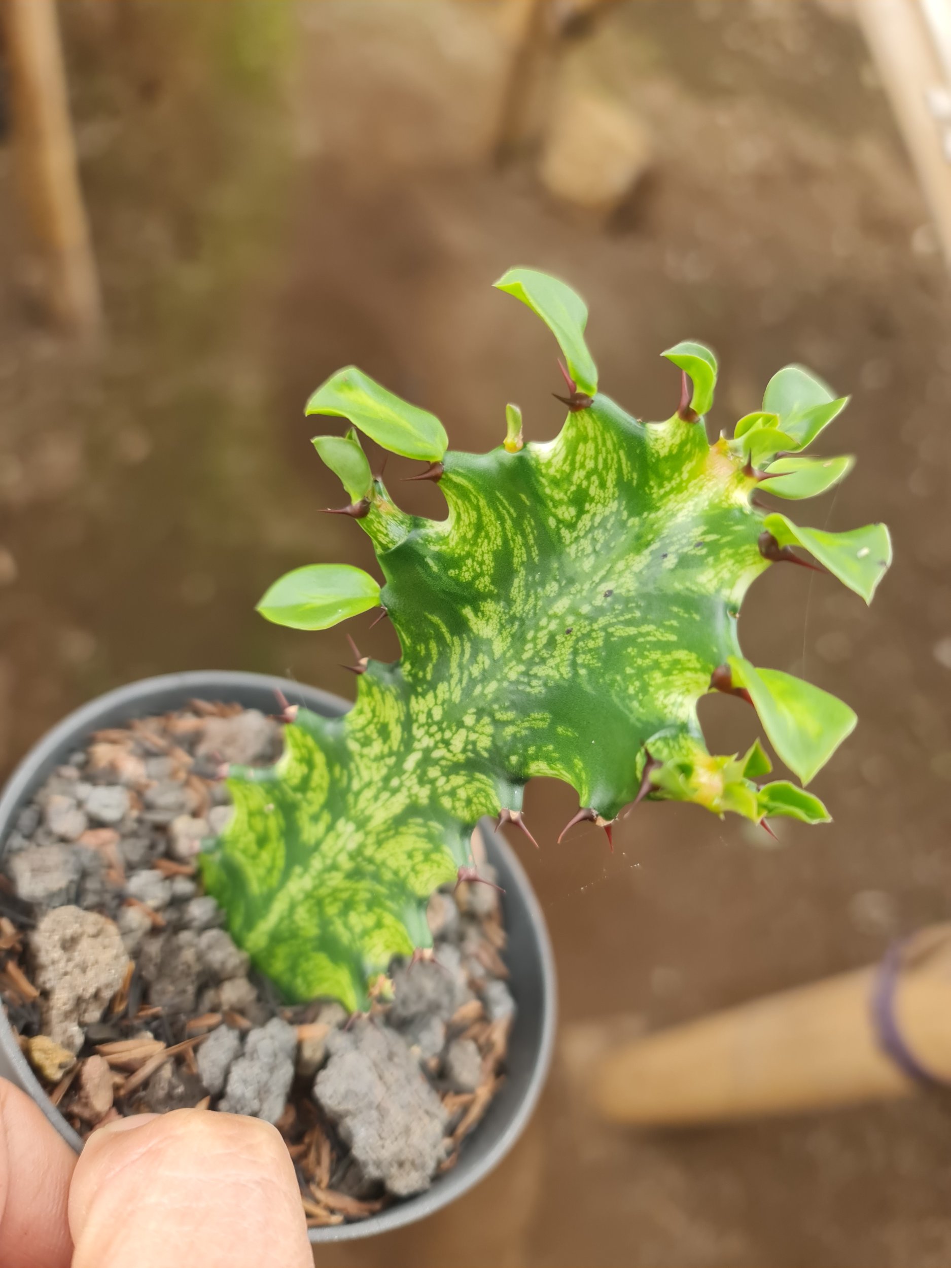 Euphorbia Mayourtanii Variegated Size 10cm, real gallery image #1 plants. Picture taken directly from kaktus.id community Euphorbia farmer green houses.