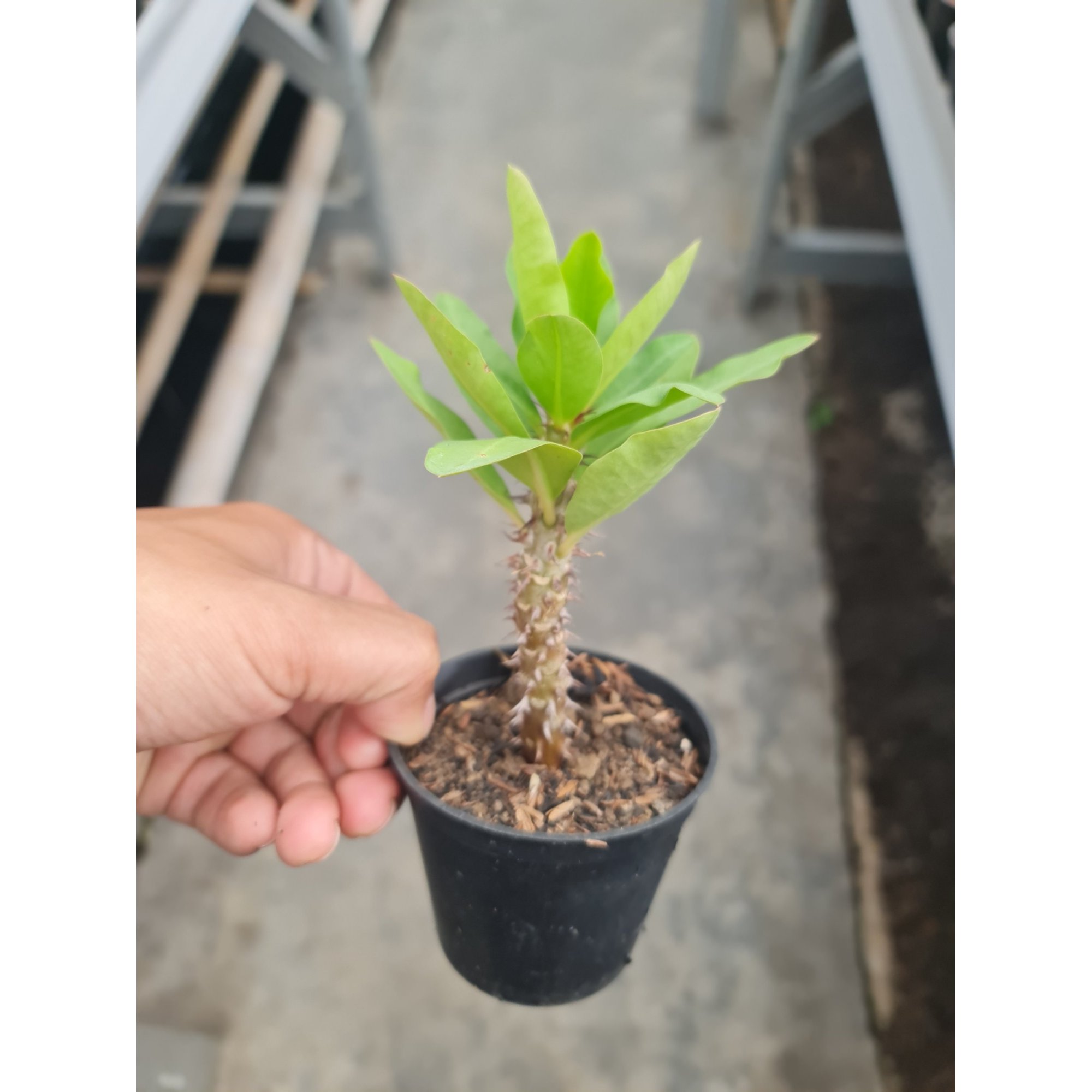 Euphorbia Milion, real feature image plant. Picture taken directly from kaktus.id community Euphorbia farmer green houses.