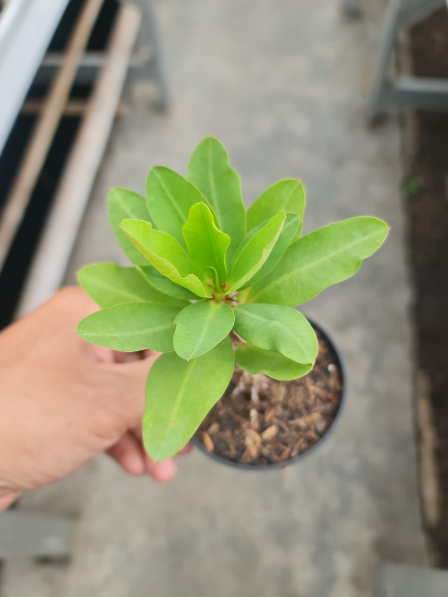Euphorbia Milion, real gallery image #1 plants. Picture taken directly from kaktus.id community Euphorbia farmer green houses.