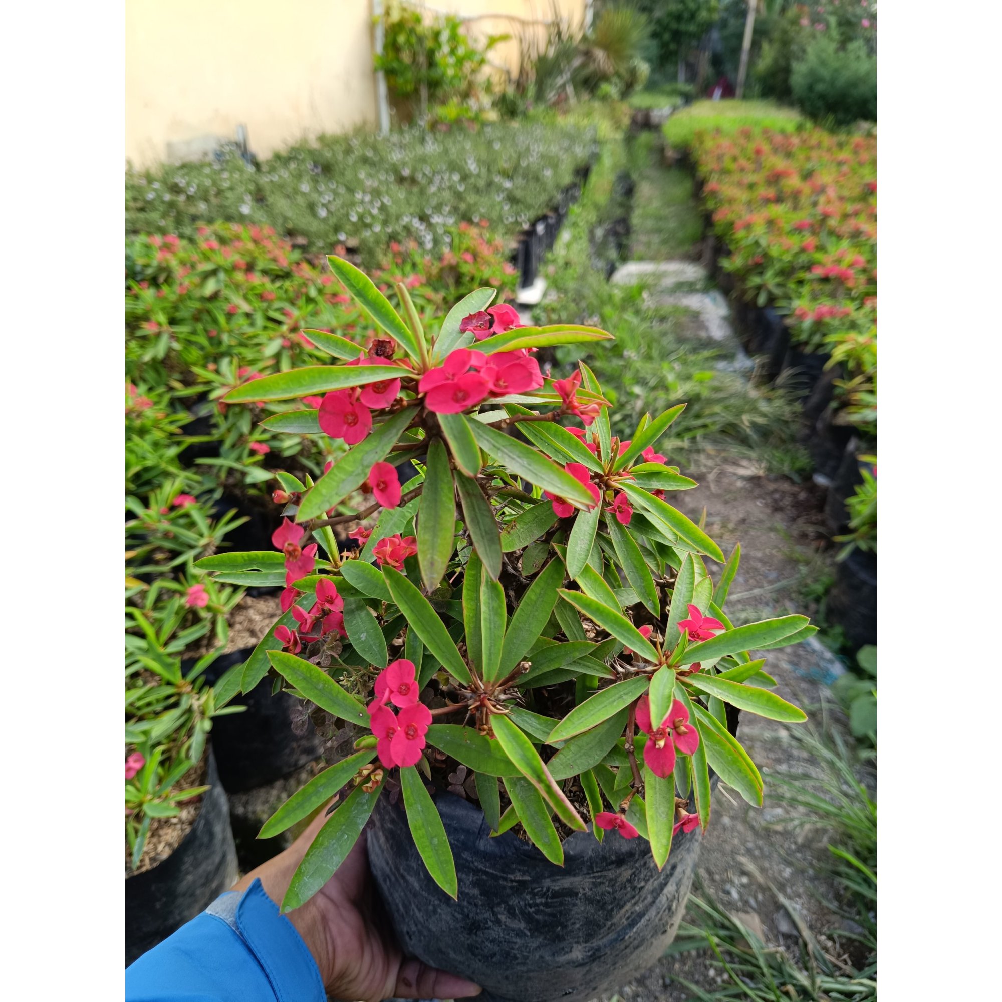 Euphorbia Milion 5pcs, real feature image plant.