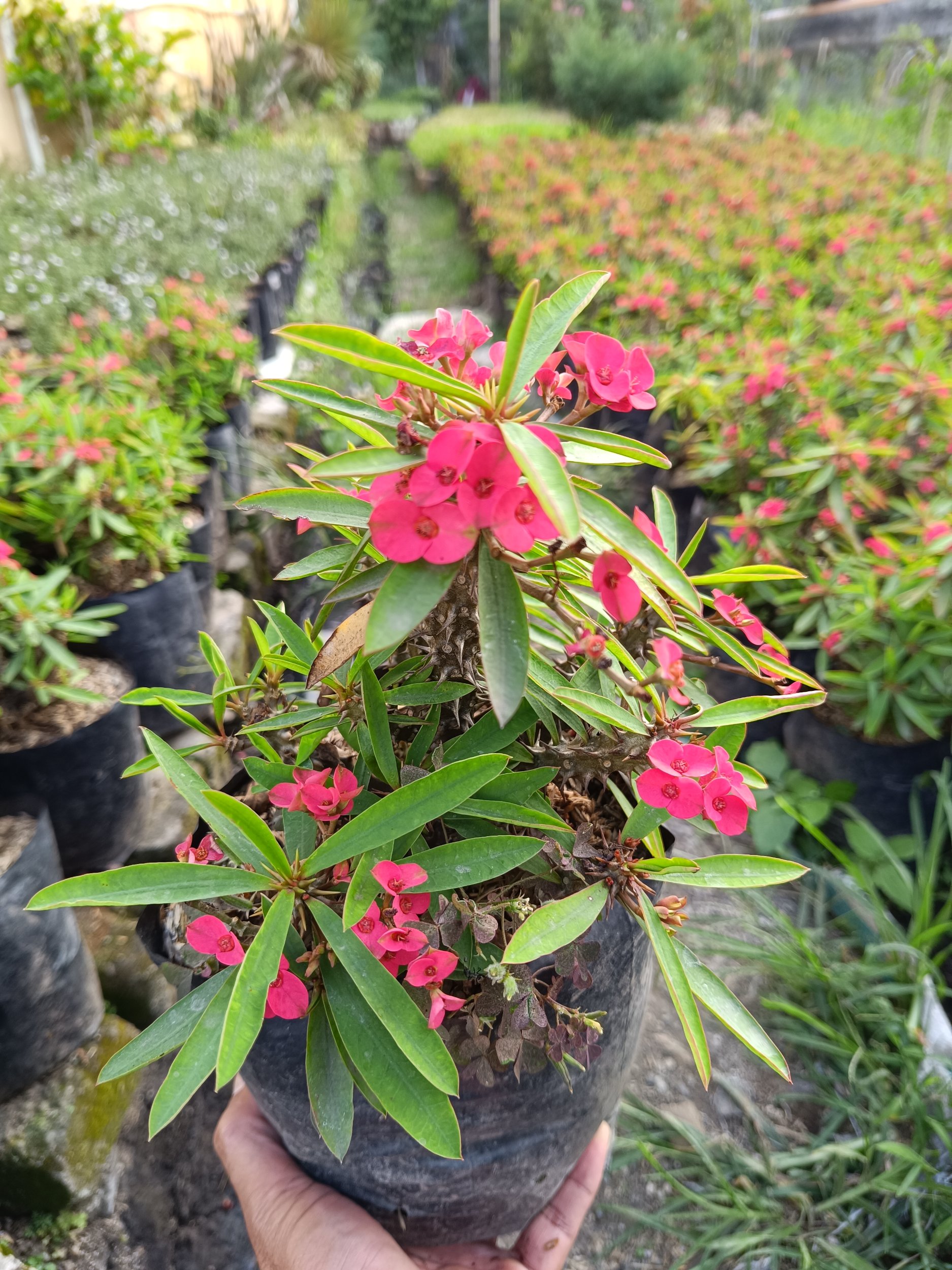 Euphorbia Milion 5pcs, real gallery image #1 plants.