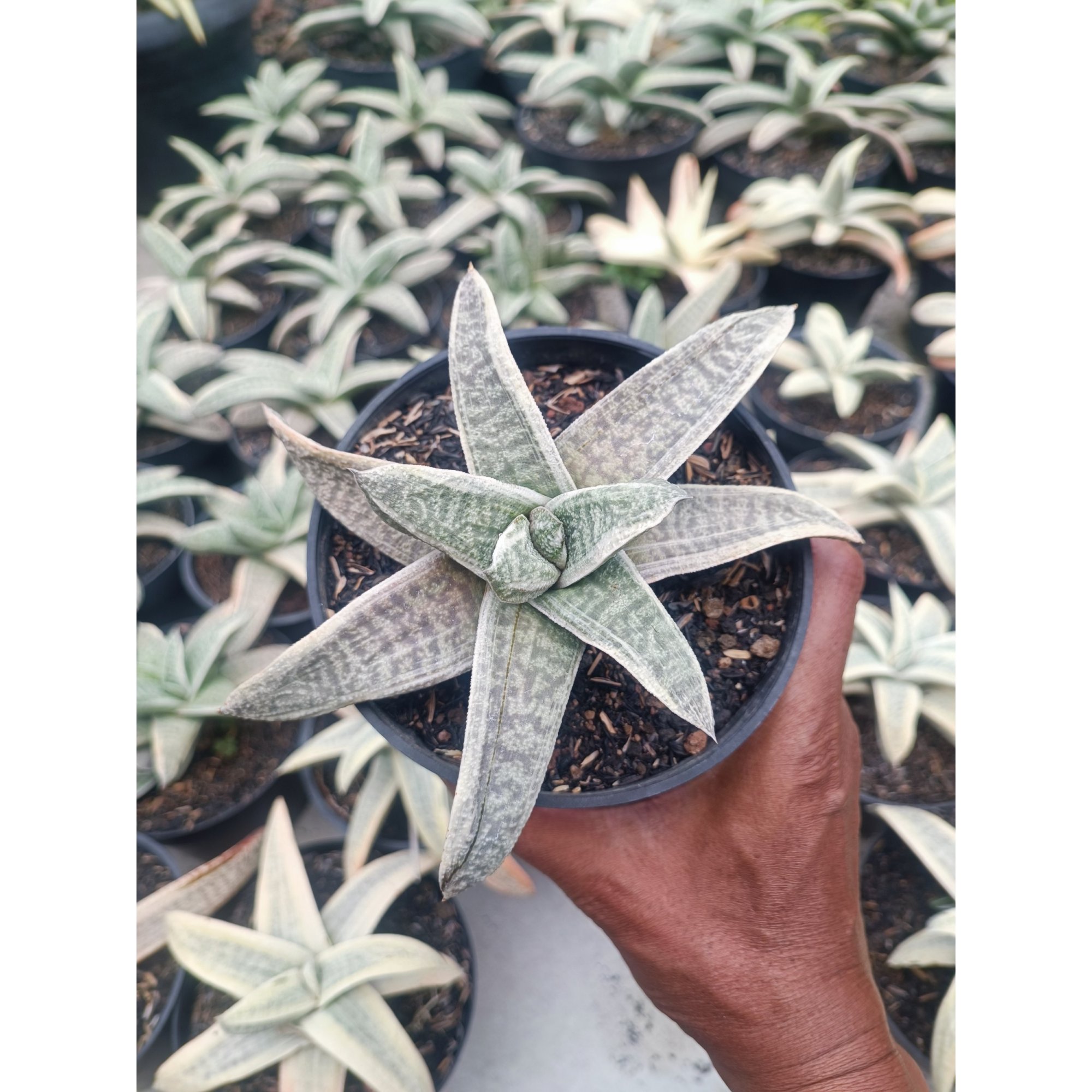 Gasteria Batesiana White Variegated Rosette, real feature image plant. Picture taken directly from kaktus.id community Gasteria farmer green houses.