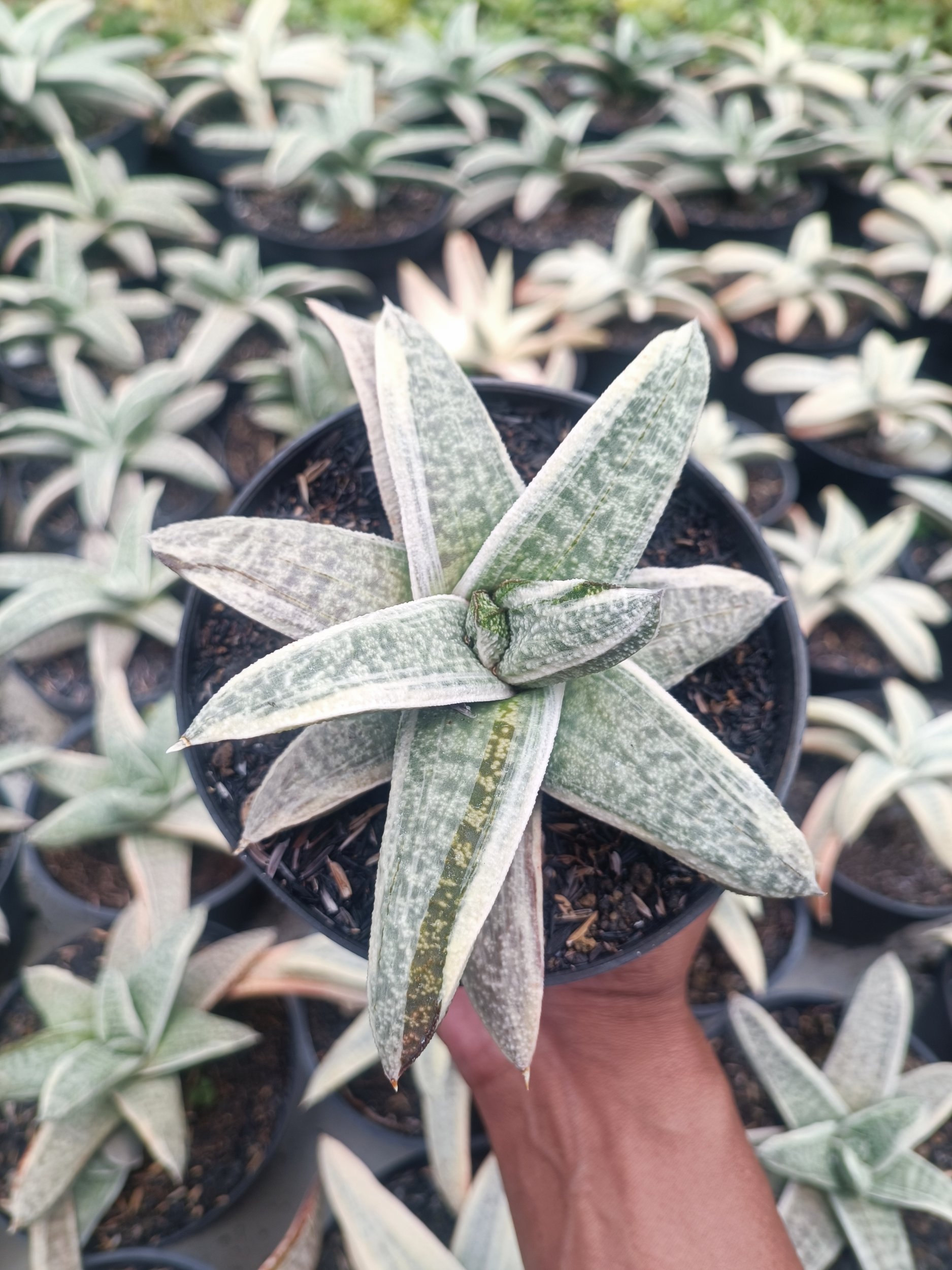 Gasteria Batesiana White Variegated Rosette, real gallery image #1 plants. Picture taken directly from kaktus.id community Gasteria farmer green houses.