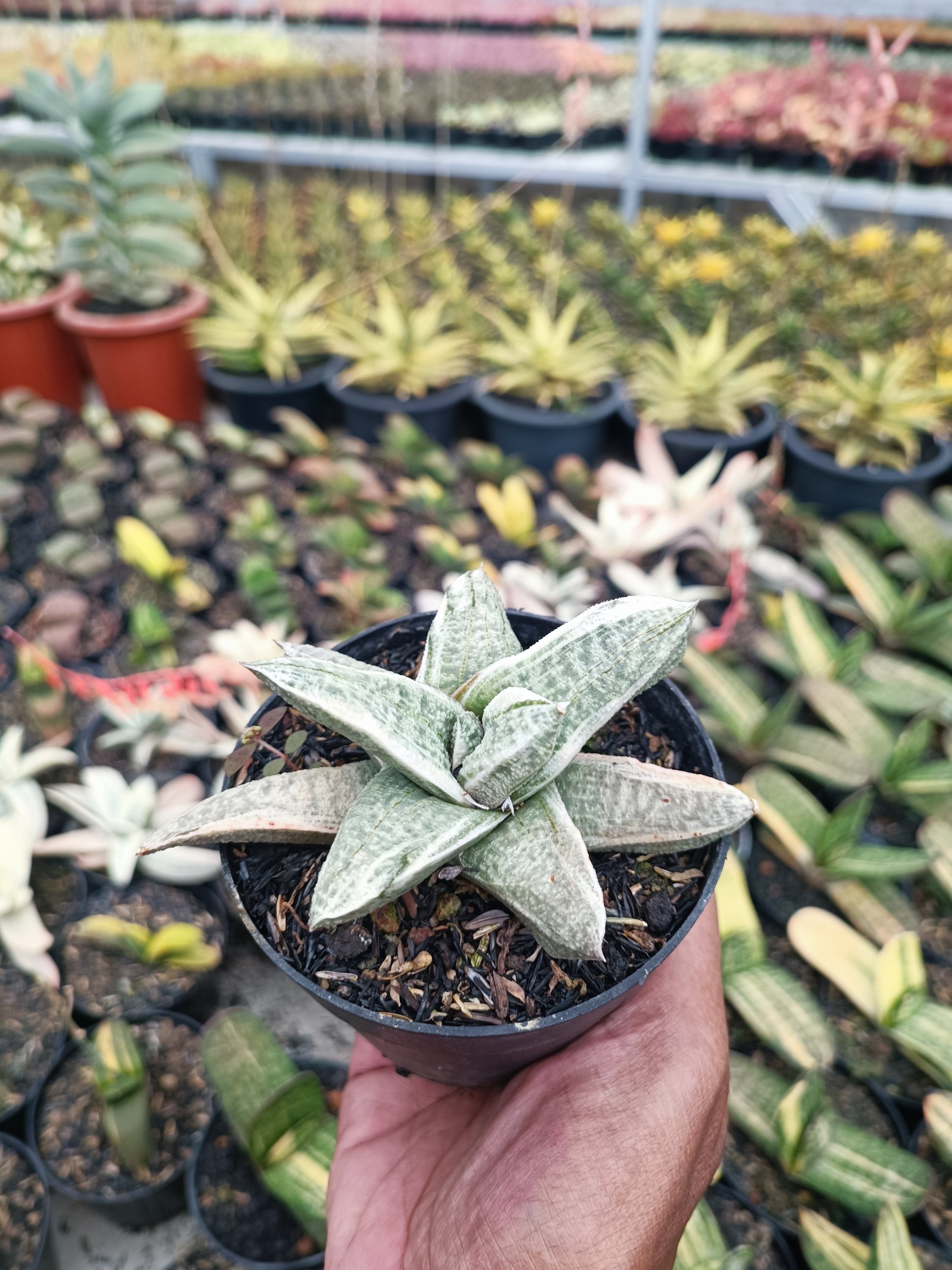 Gasteria Batesiana White Variegated, real gallery image #1 plants. Picture taken directly from kaktus.id community Gasteria farmer green houses.