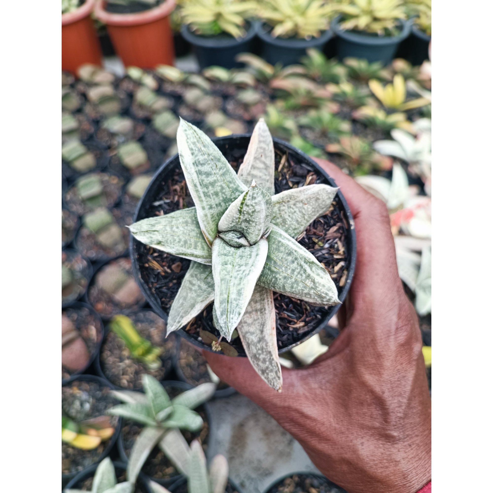 Gasteria Batesiana White Variegated, real feature image plant. Picture taken directly from kaktus.id community Gasteria farmer green houses.