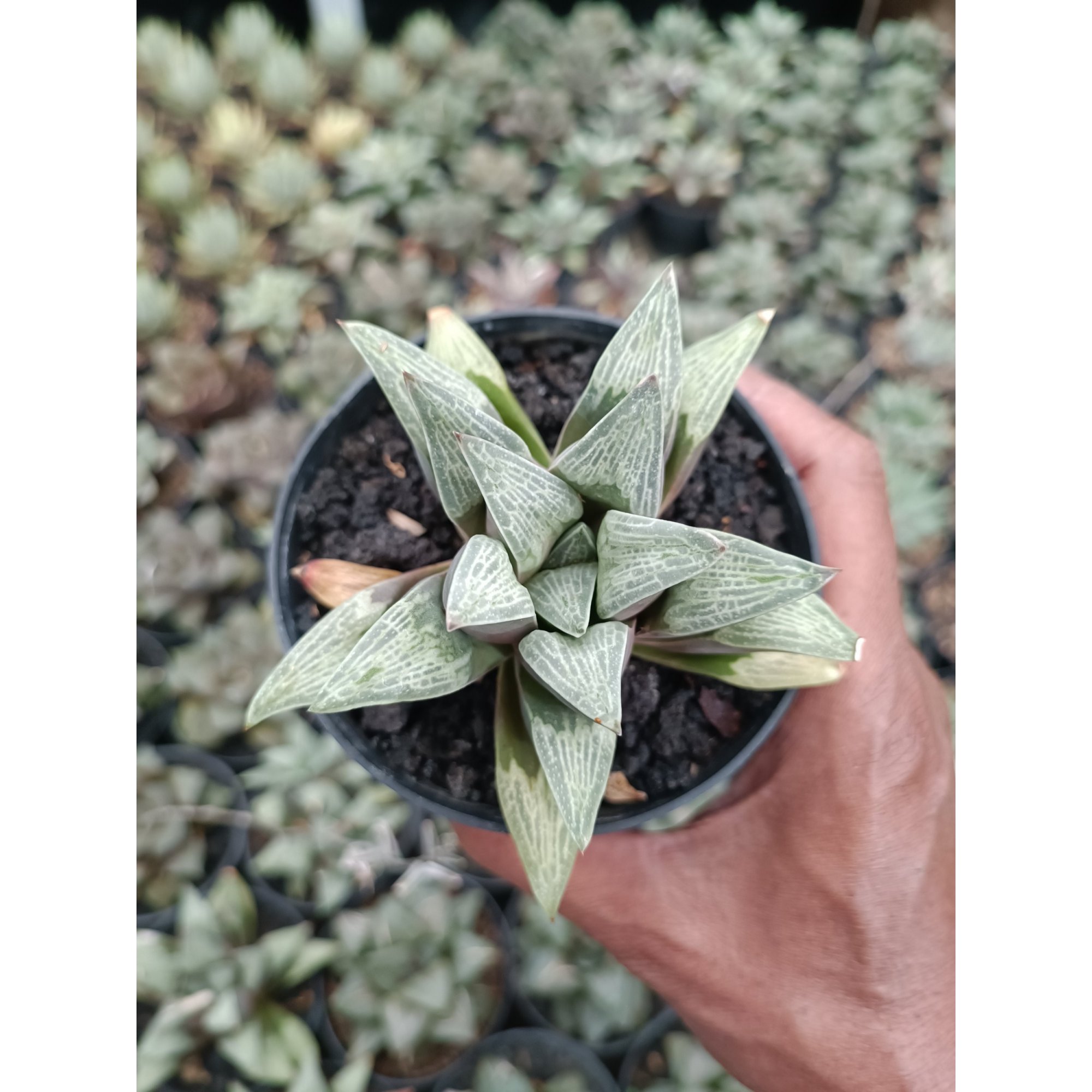 Haworthia Pigmae, real feature image plant.