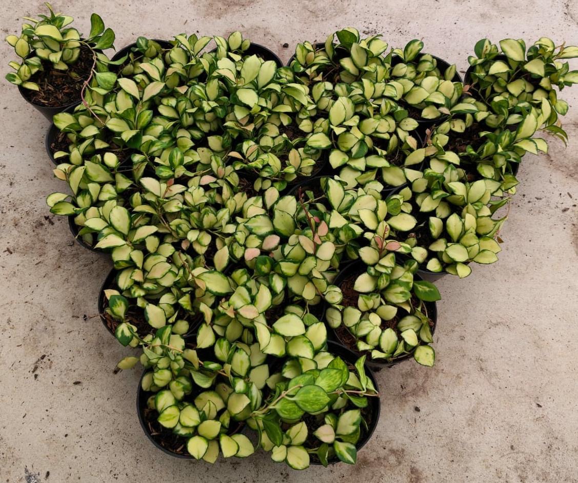 Hoya Heuschkeliana Variegated 20pcs, real gallery image #1 plants. Picture taken directly from kaktus.id community Hoya farmer green houses.