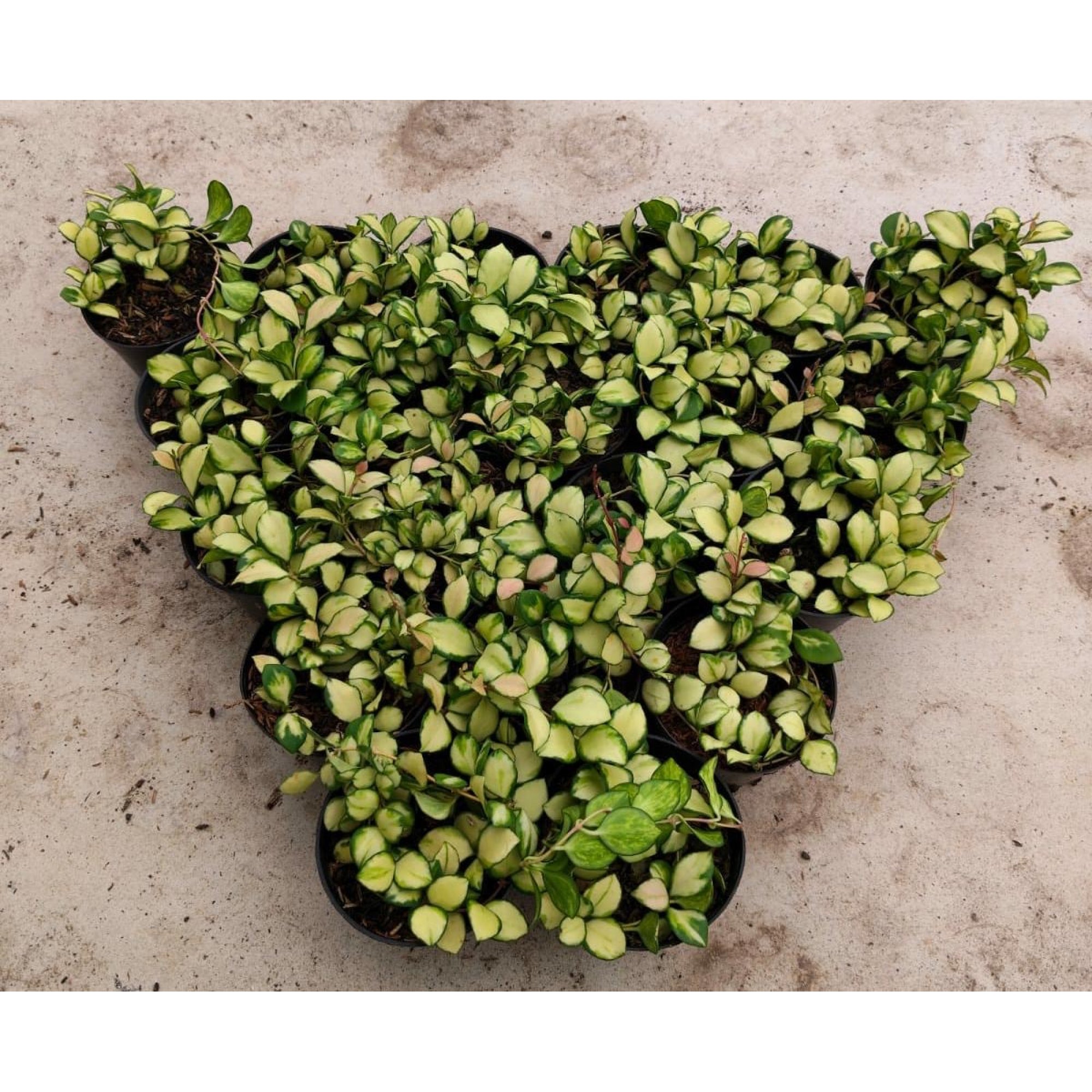 Hoya Heuschkeliana Variegated 20pcs, real feature image plant. Picture taken directly from kaktus.id community Hoya farmer green houses.
