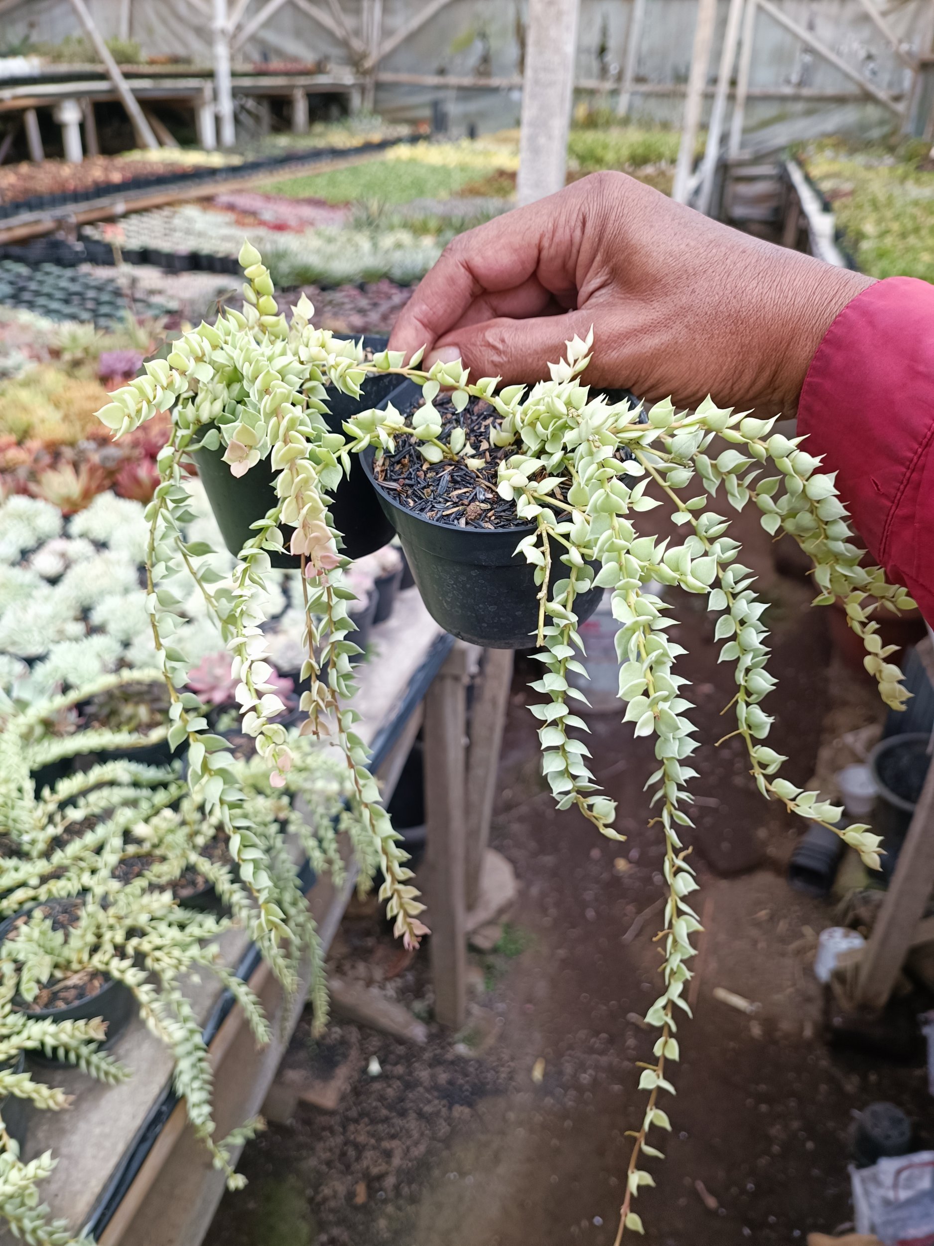 Milion Heart Variegared0, real gallery image #1 plants. Picture taken directly from kaktus.id community Milion farmer green houses.